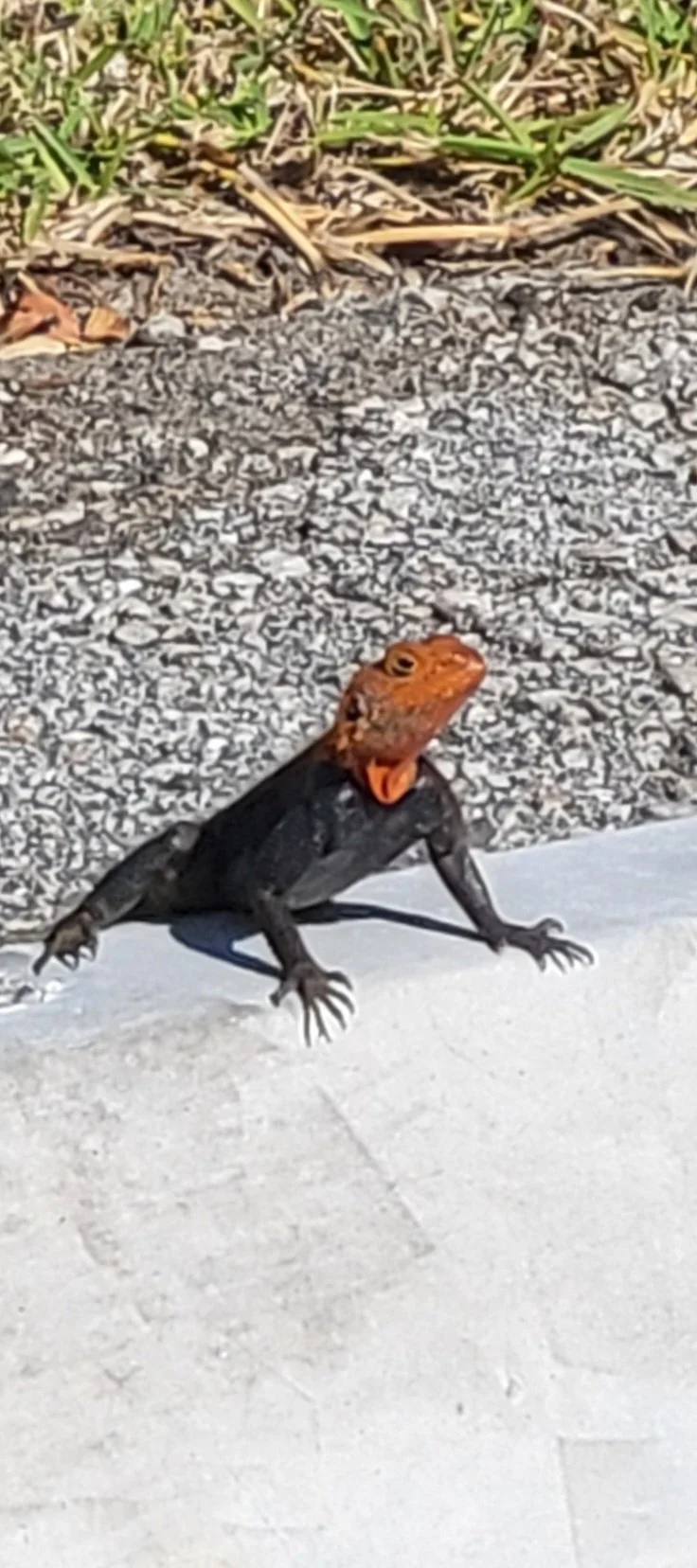 4-Red hat-gecko edition