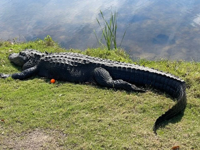 24-I think I’ll just take a drop