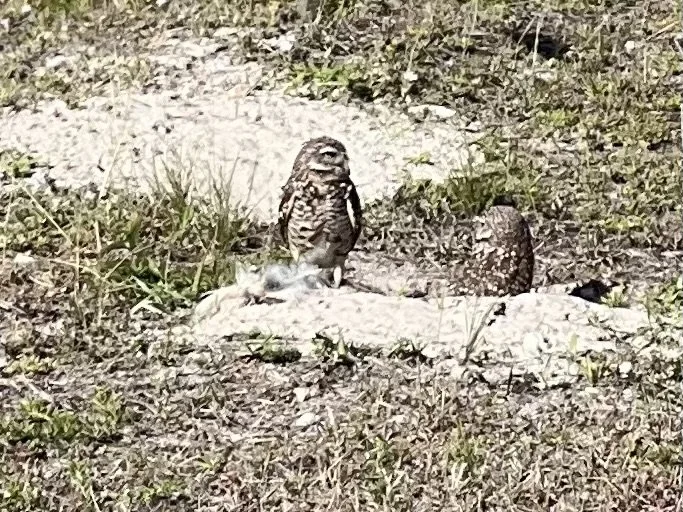 12-Burrowing Owls at Marco Island