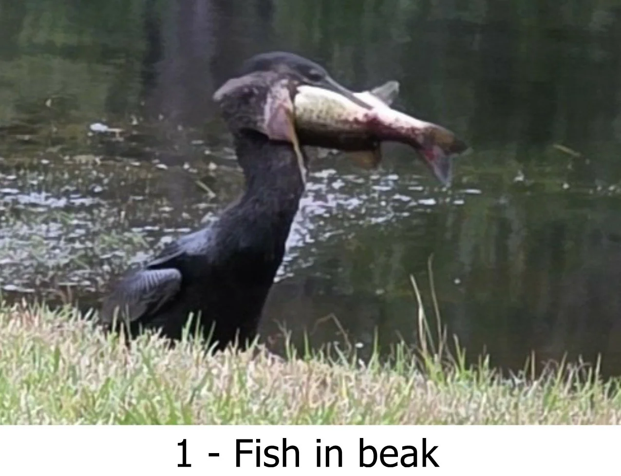 1 - Fish in beak by Steve Marabella.jpg