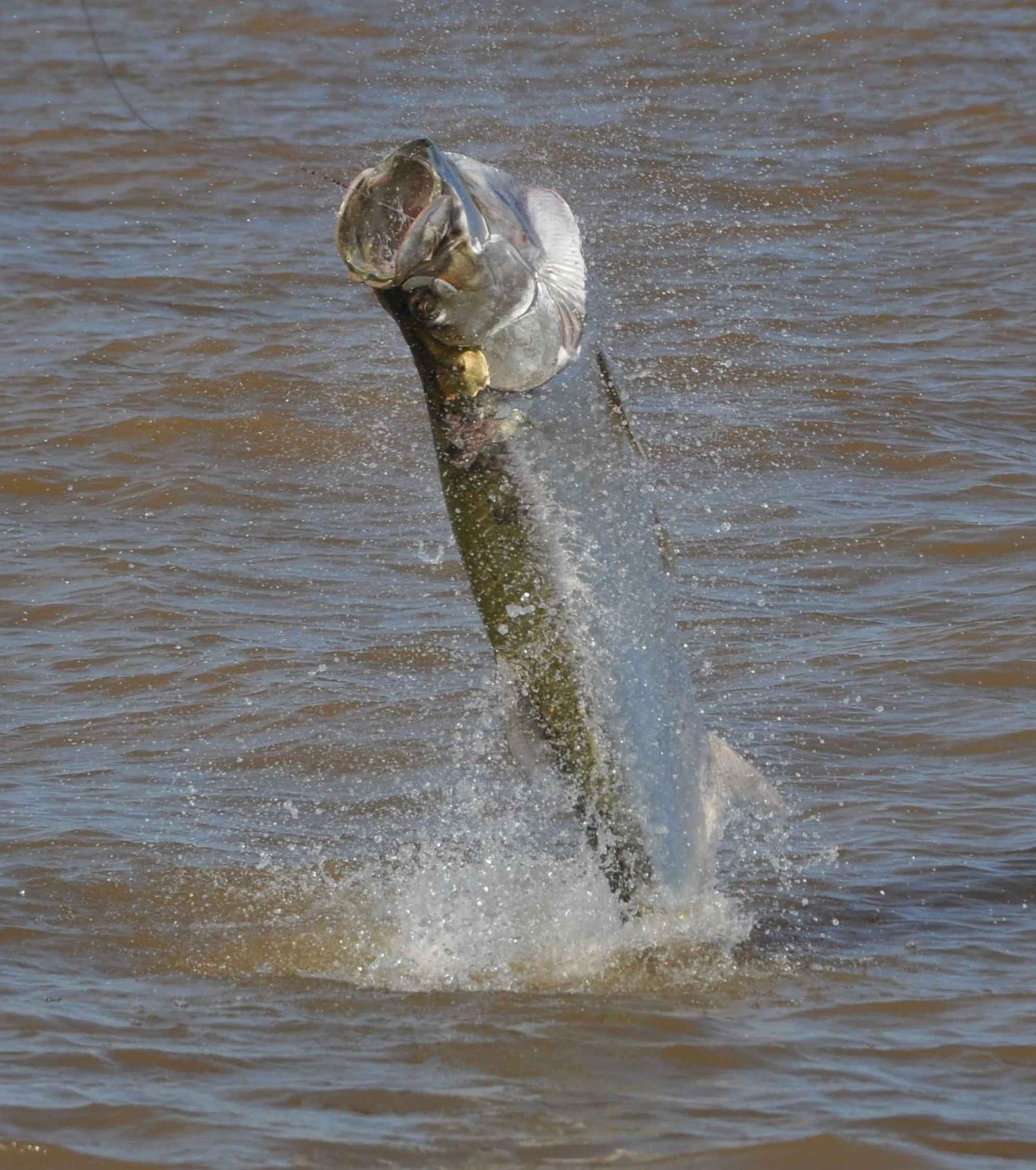 A large fish jumping out of the water