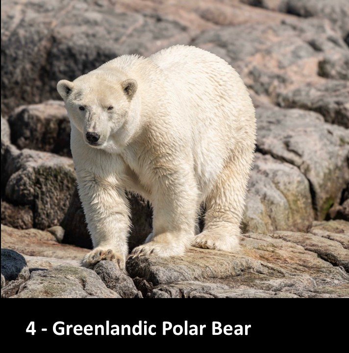 4 - Greenlandic Polar Bear by Kathy Vitale.JPG