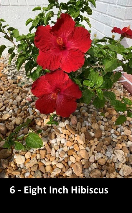 6 - Eight Inch Hibiscus by Dick Inglis.JPG
