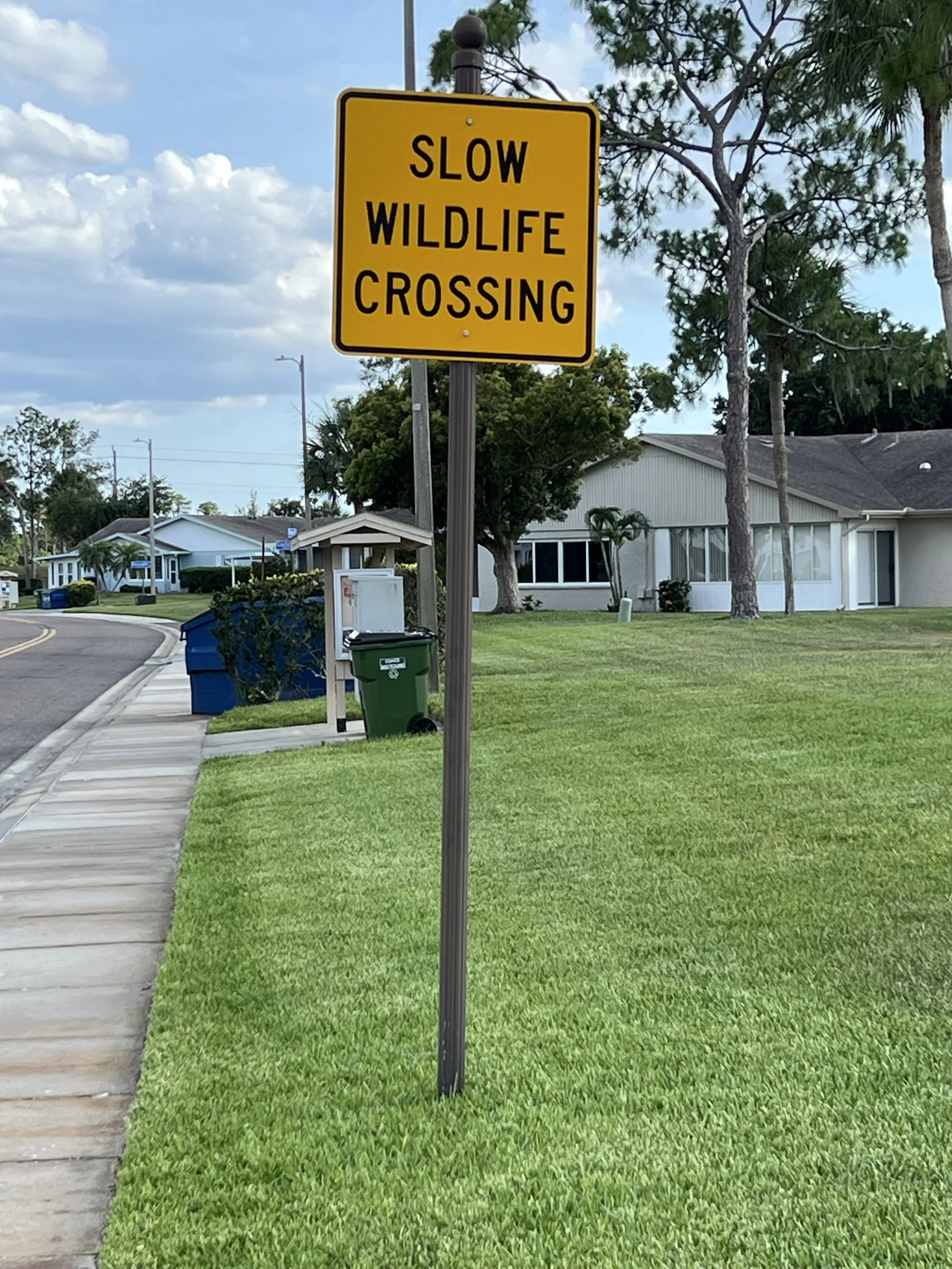 9-Turtle Crossing in King’s Point