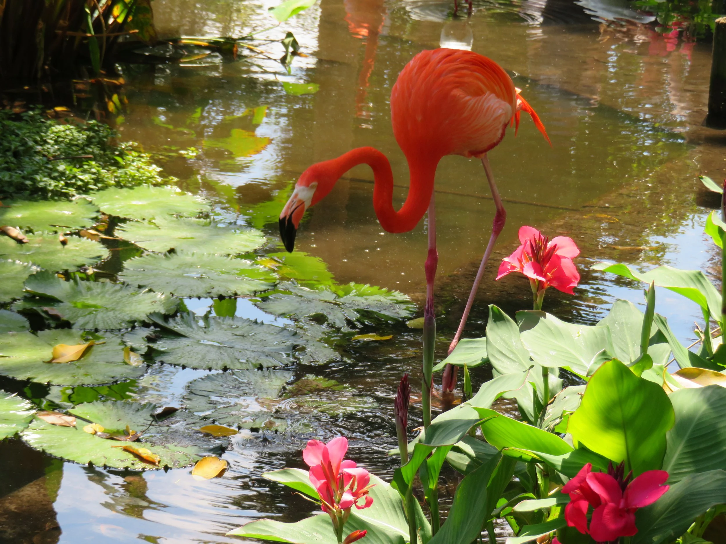 5-No Flamboyance here just one lonely flamingo looking for fishes