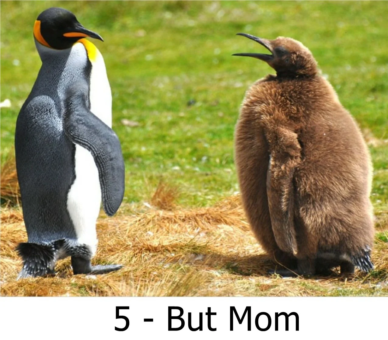 5 - But Mom by Kathy Vitale.jpg