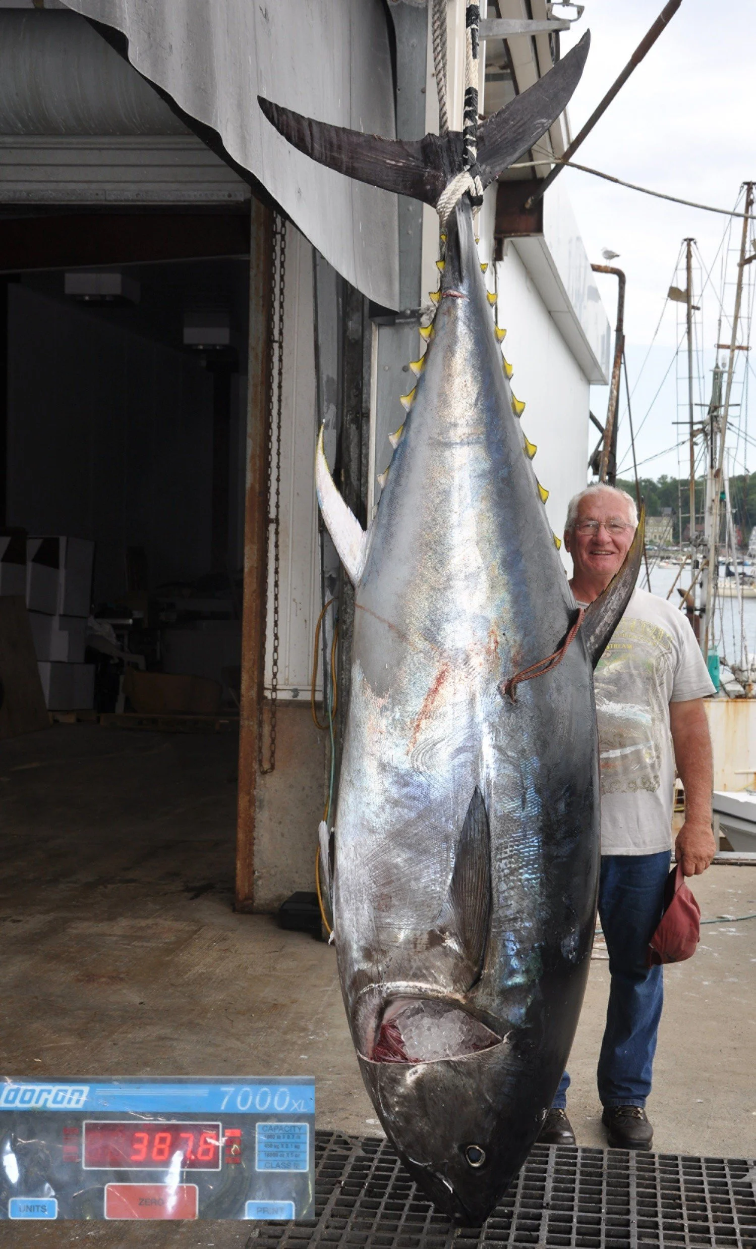 Man standing next to a giant fish, possibly a tuna, hanging on a hook at a harbor with boats in the background.