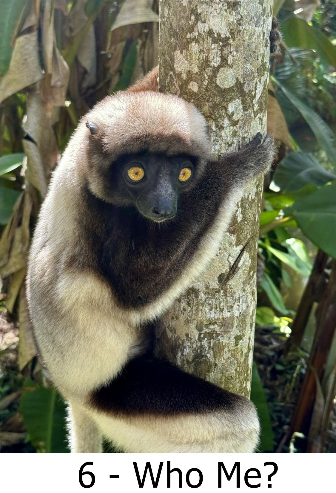 6 - Who Me by Bob Martin.jpg