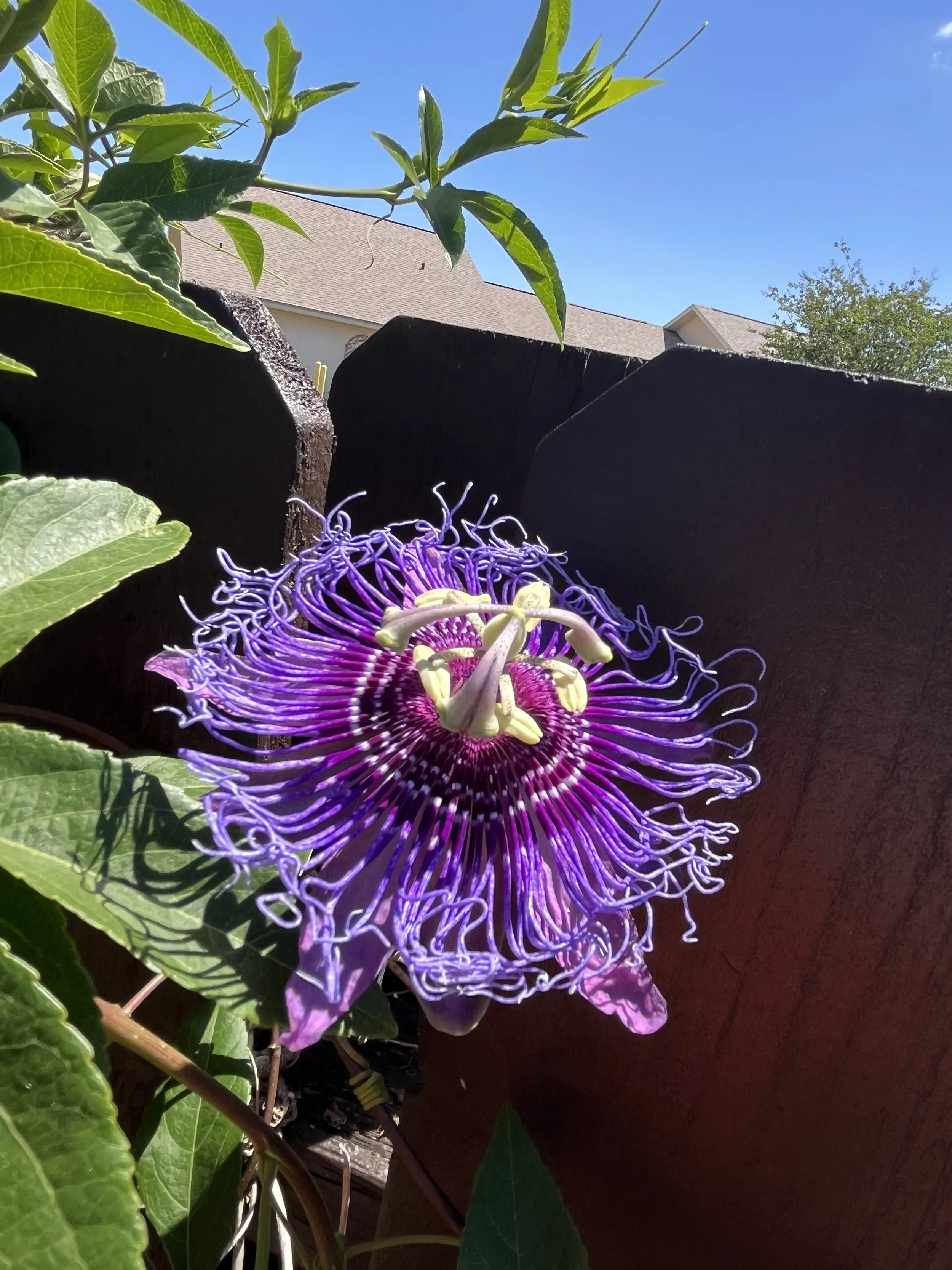 9-Relief! First bloom after winter freeze