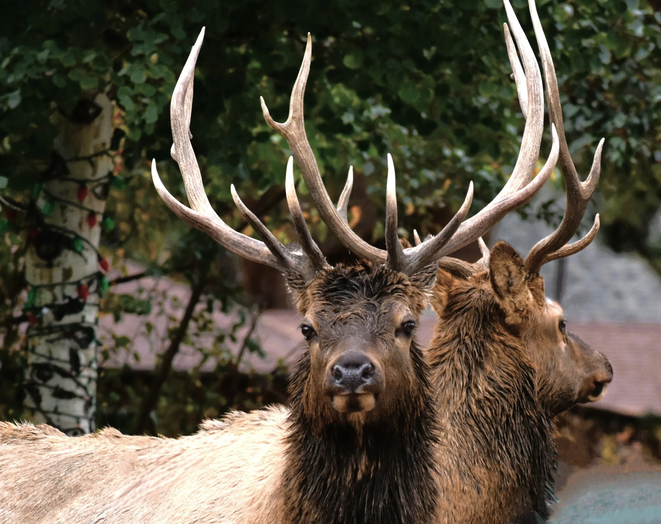 11-Beautiful boy in Denver 3