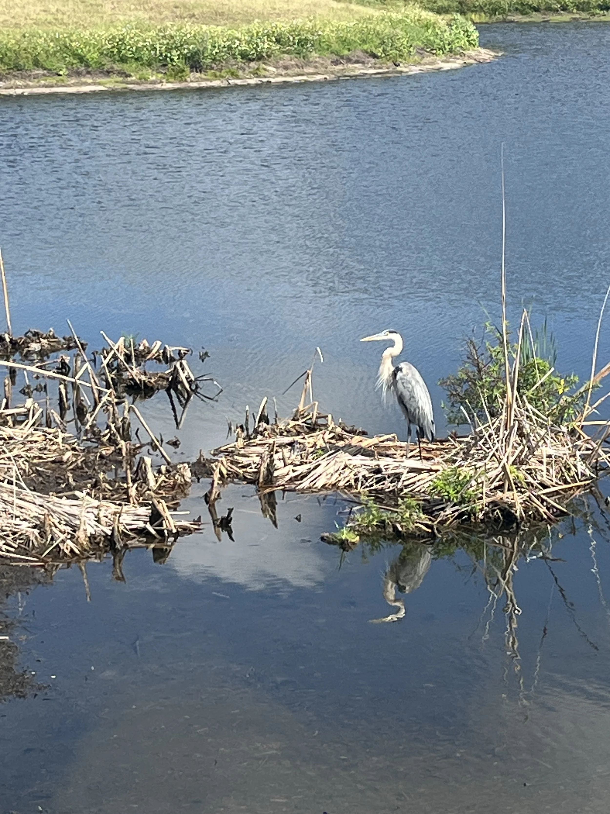 1-Wild Life is Alive and Well in Kings Point