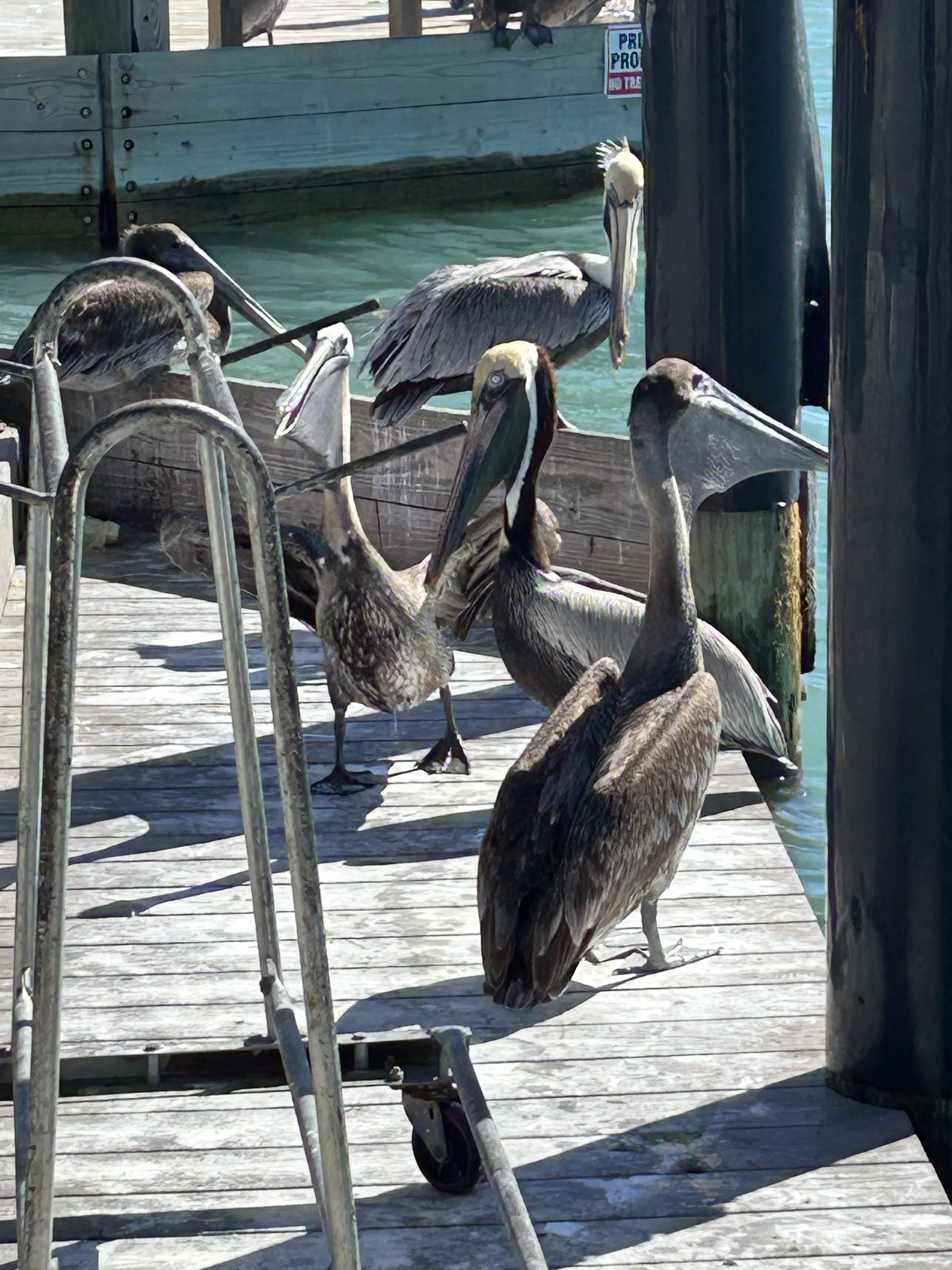 3-Other pelican players