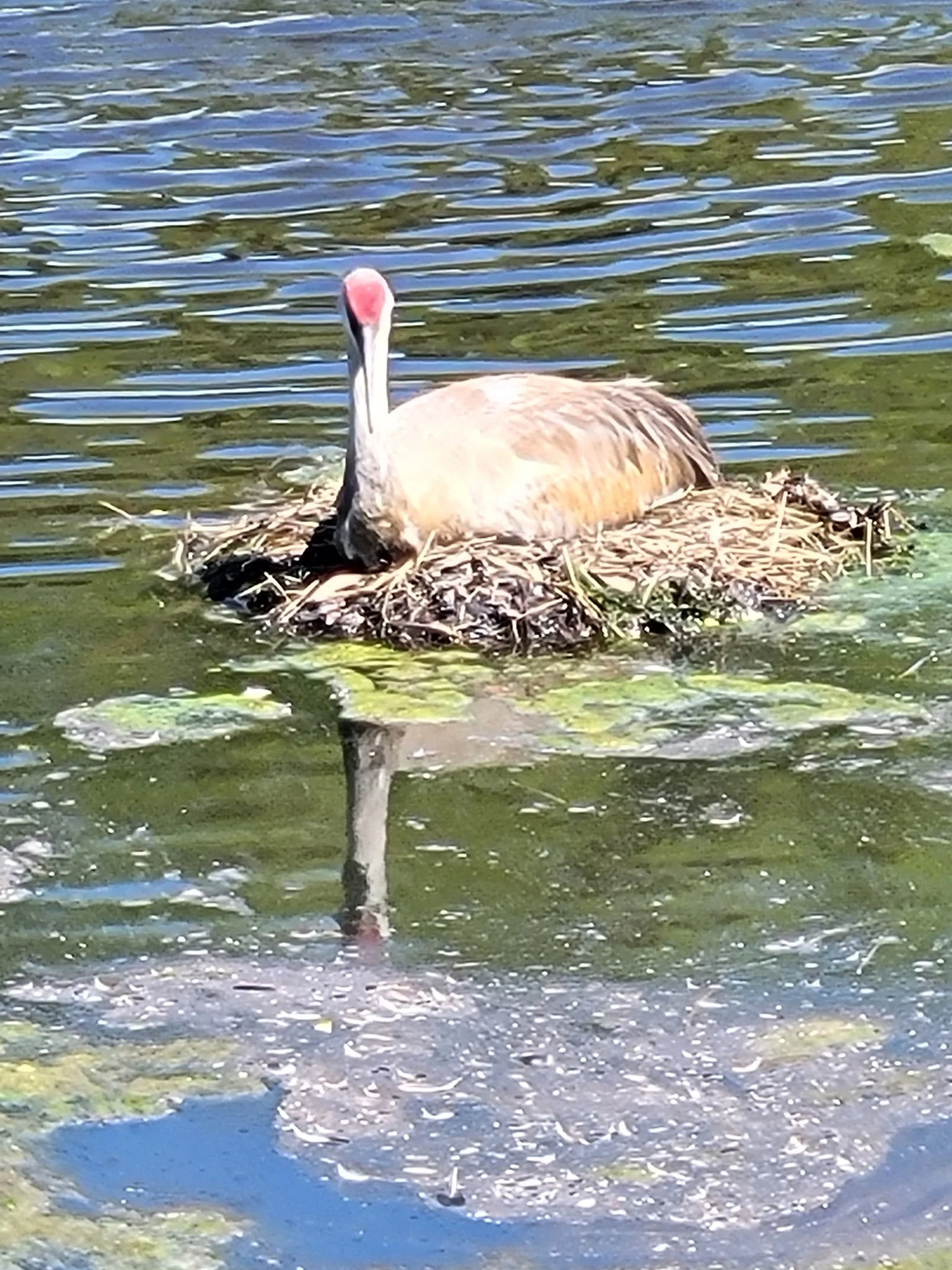 26-Sand Crane sitting on her nest