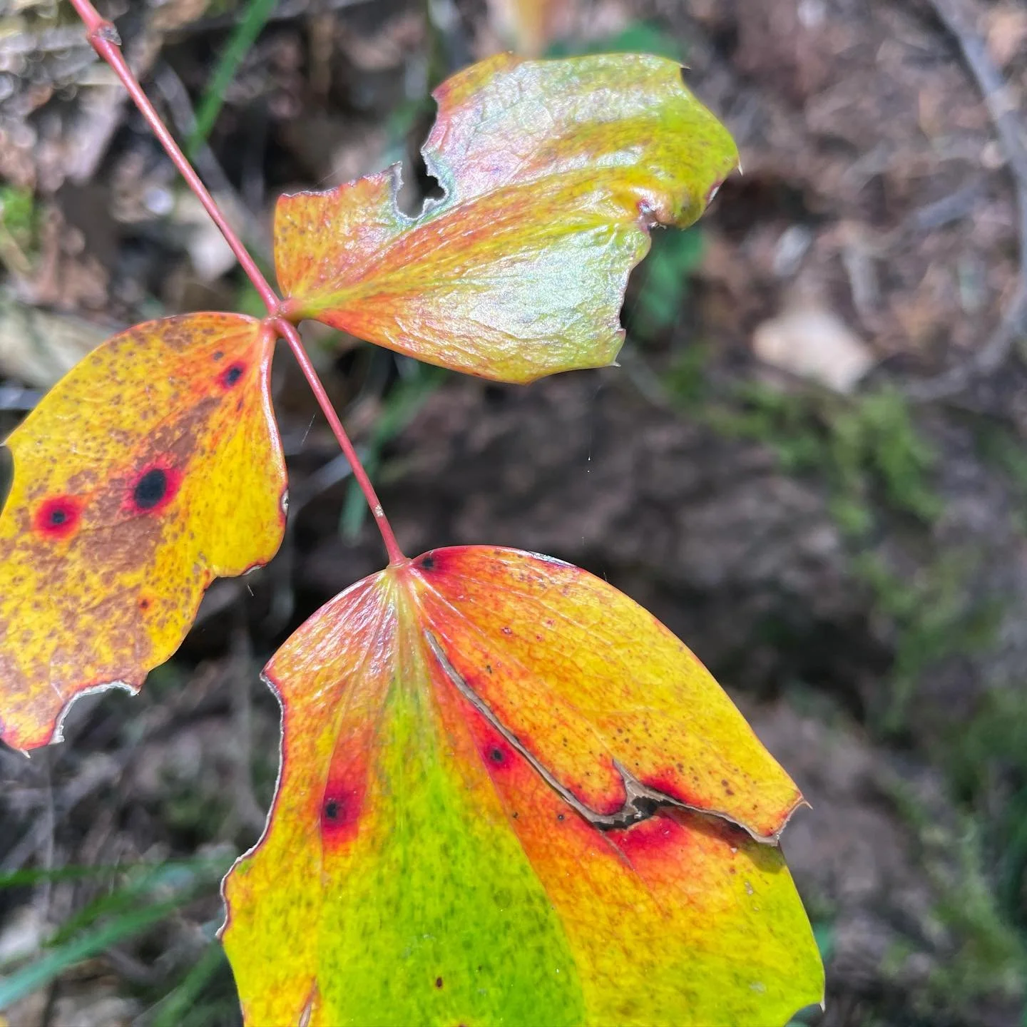 I spy some of my favourite colours, how amazing is it that this art just happens 😍