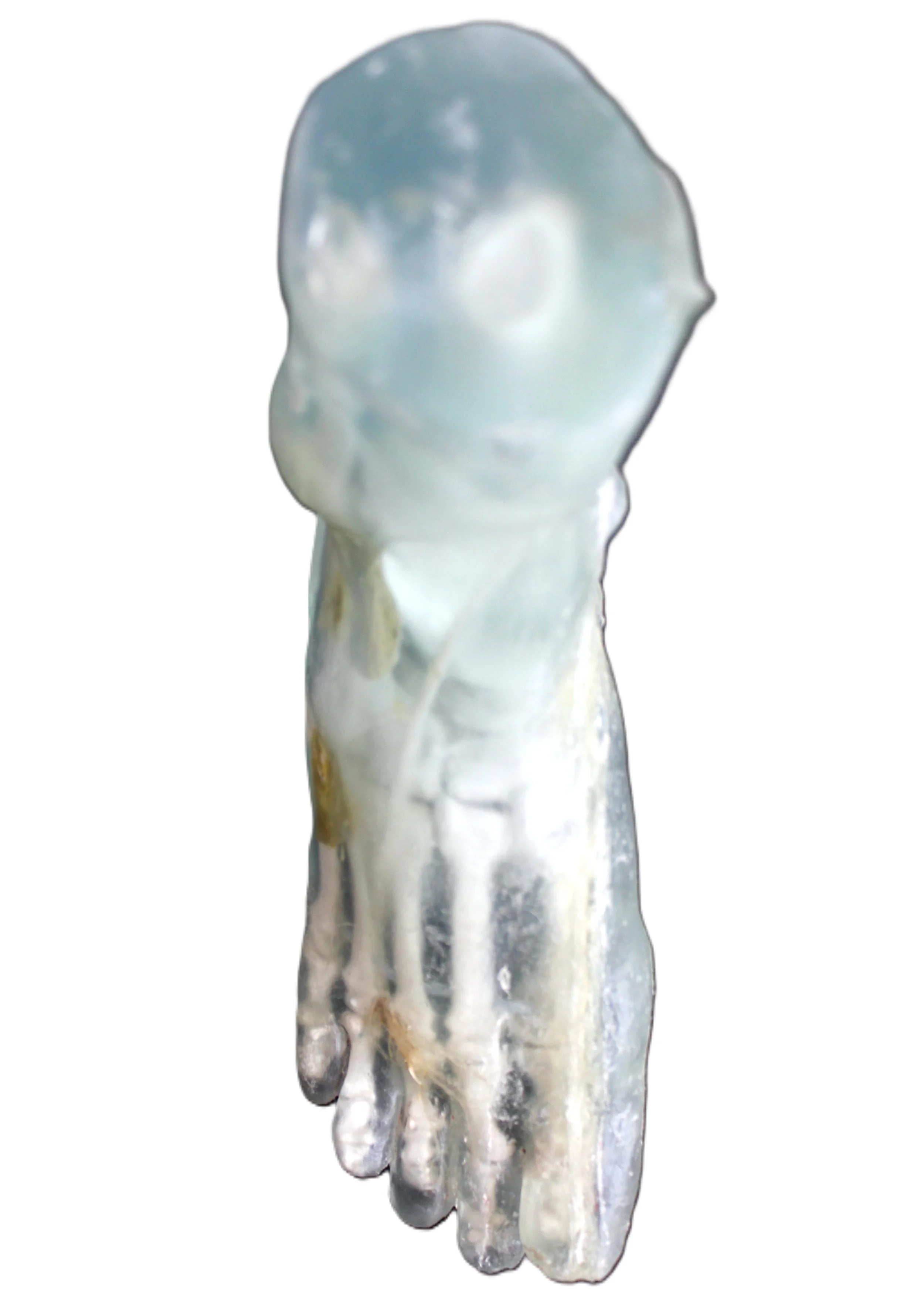 SOLANUM NIGRUM , 2015,
Gießharz, Anatomisches Fußskelett, Schwarzer Nachtschatten , 25 x 13 x 15 cm