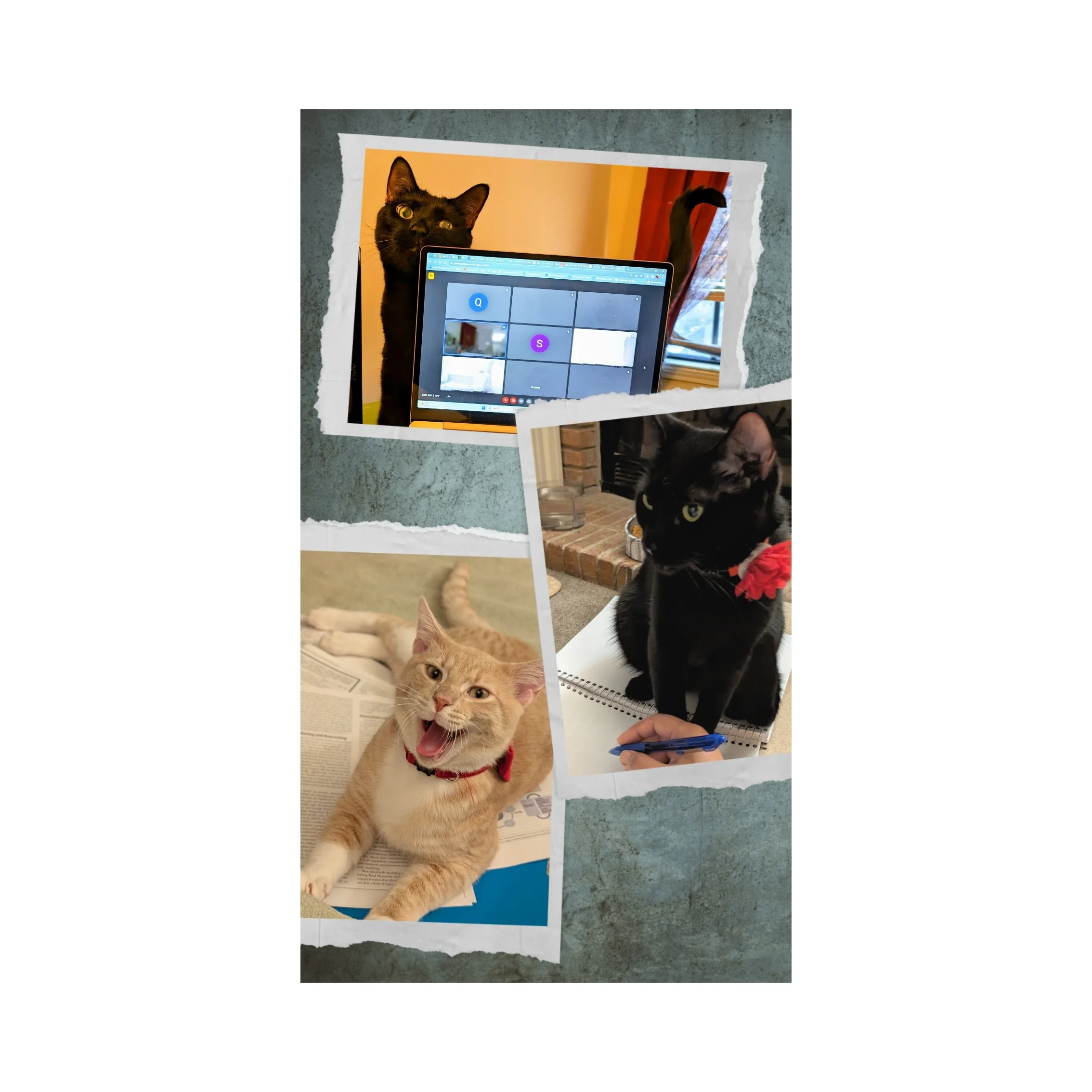 Contact — Goswami Lab