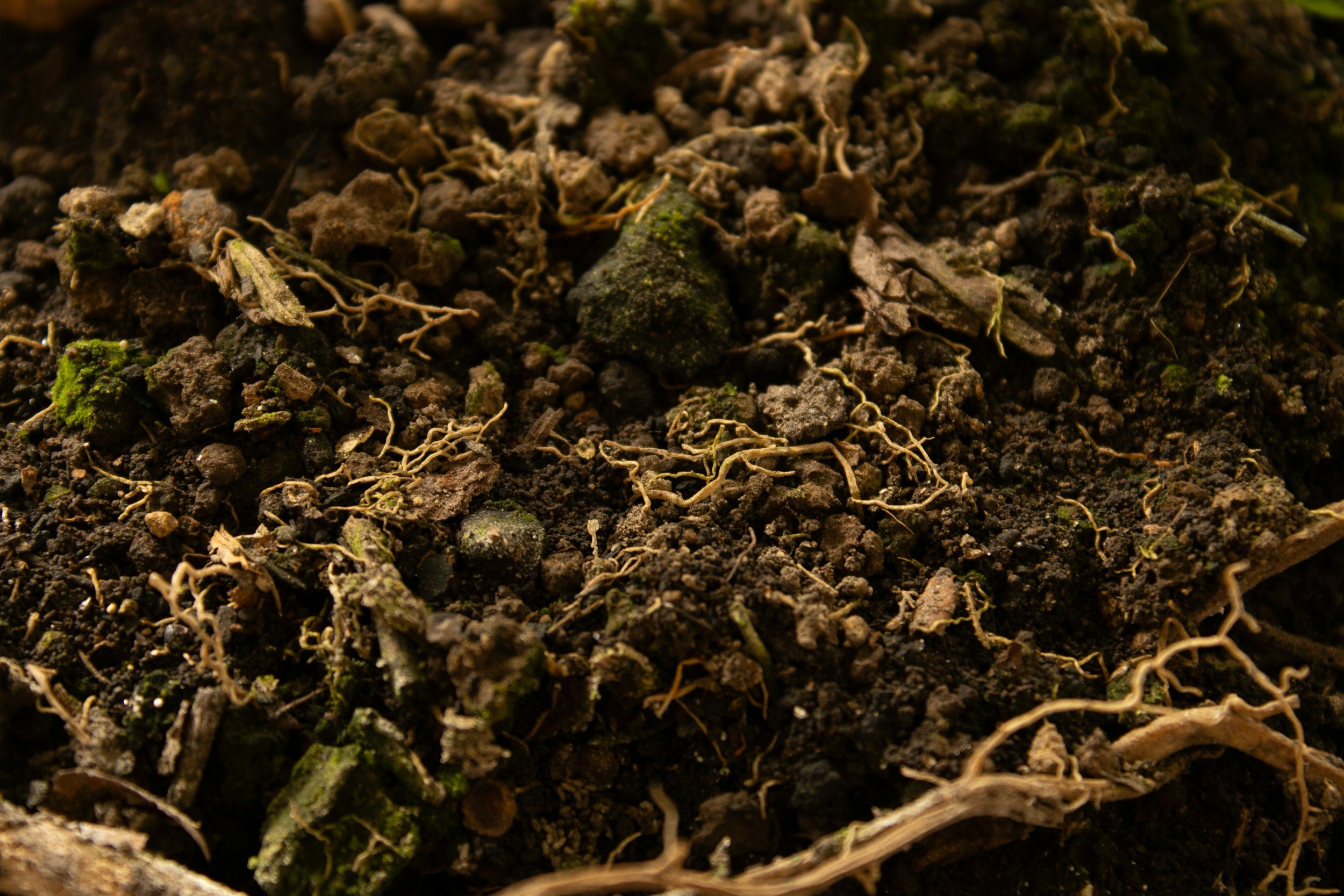 Close-up of dark, moist soil with small roots, moss, and organic debris.