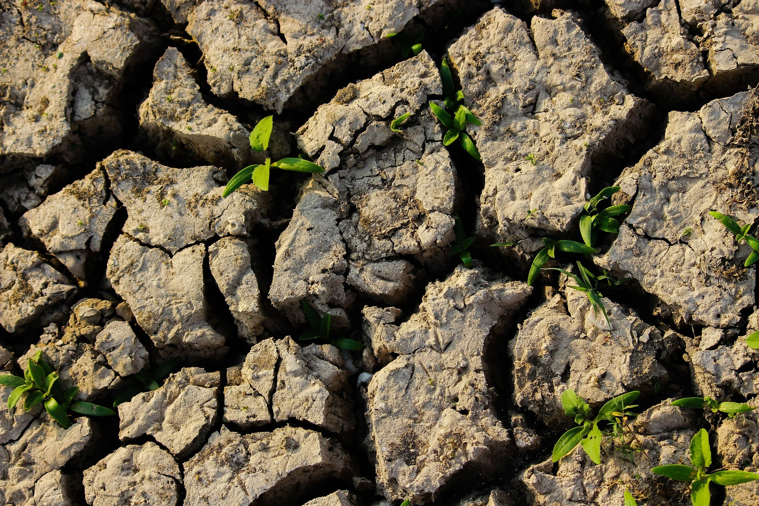 Cracked dry soil with small green plants growing between the cracks.