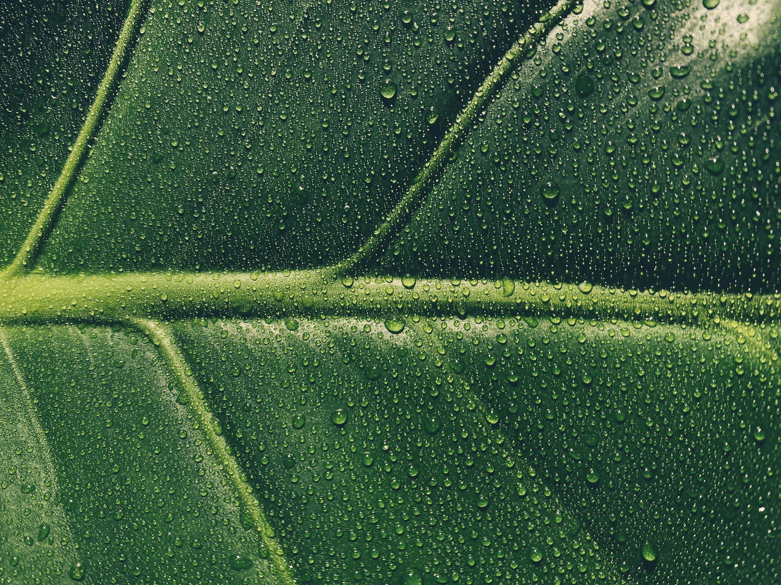Close-up of a green leaf with water droplets on its surface.