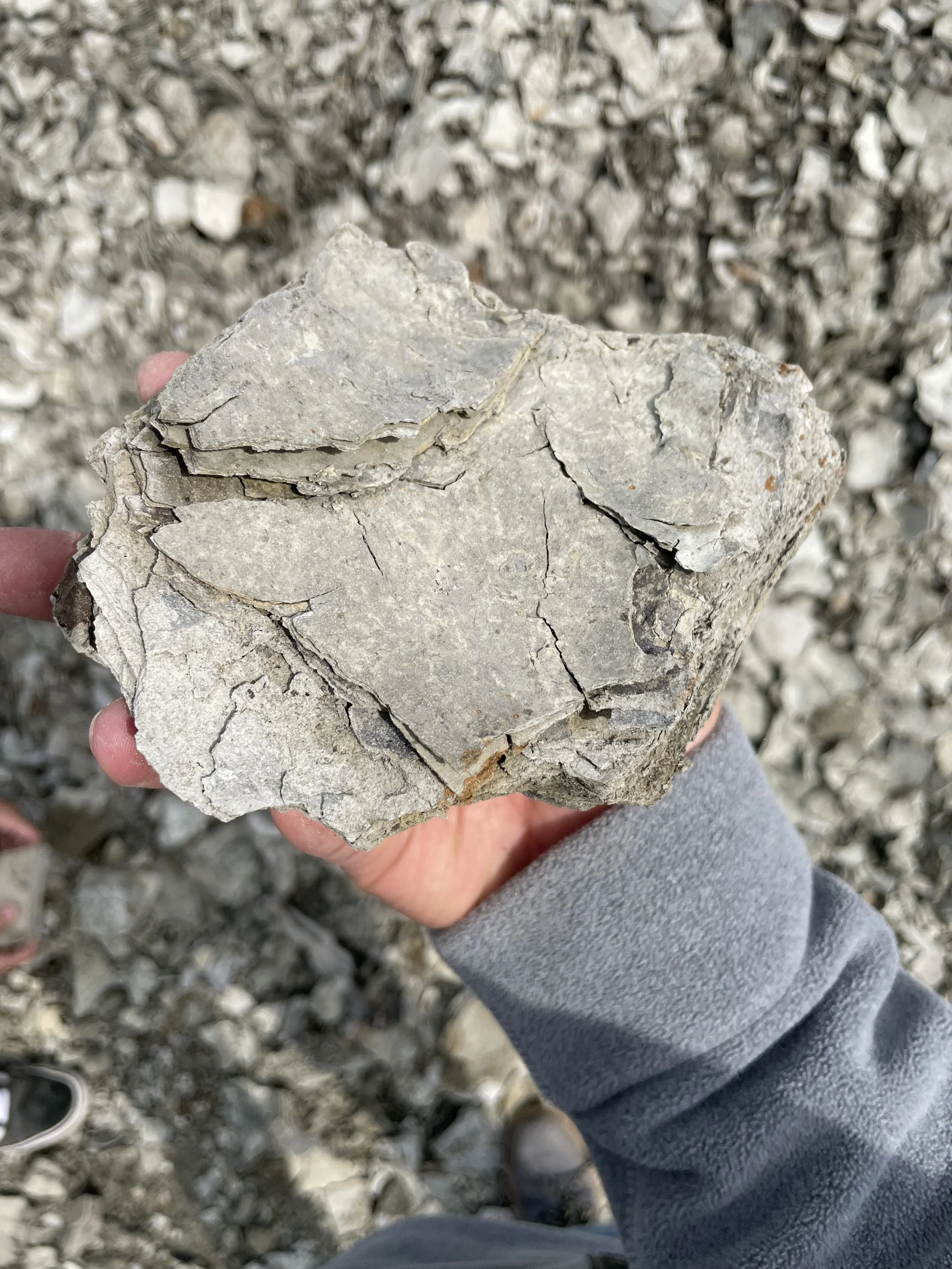 Person holding a large alginite block with cracks in it, with a background of similar alginite
