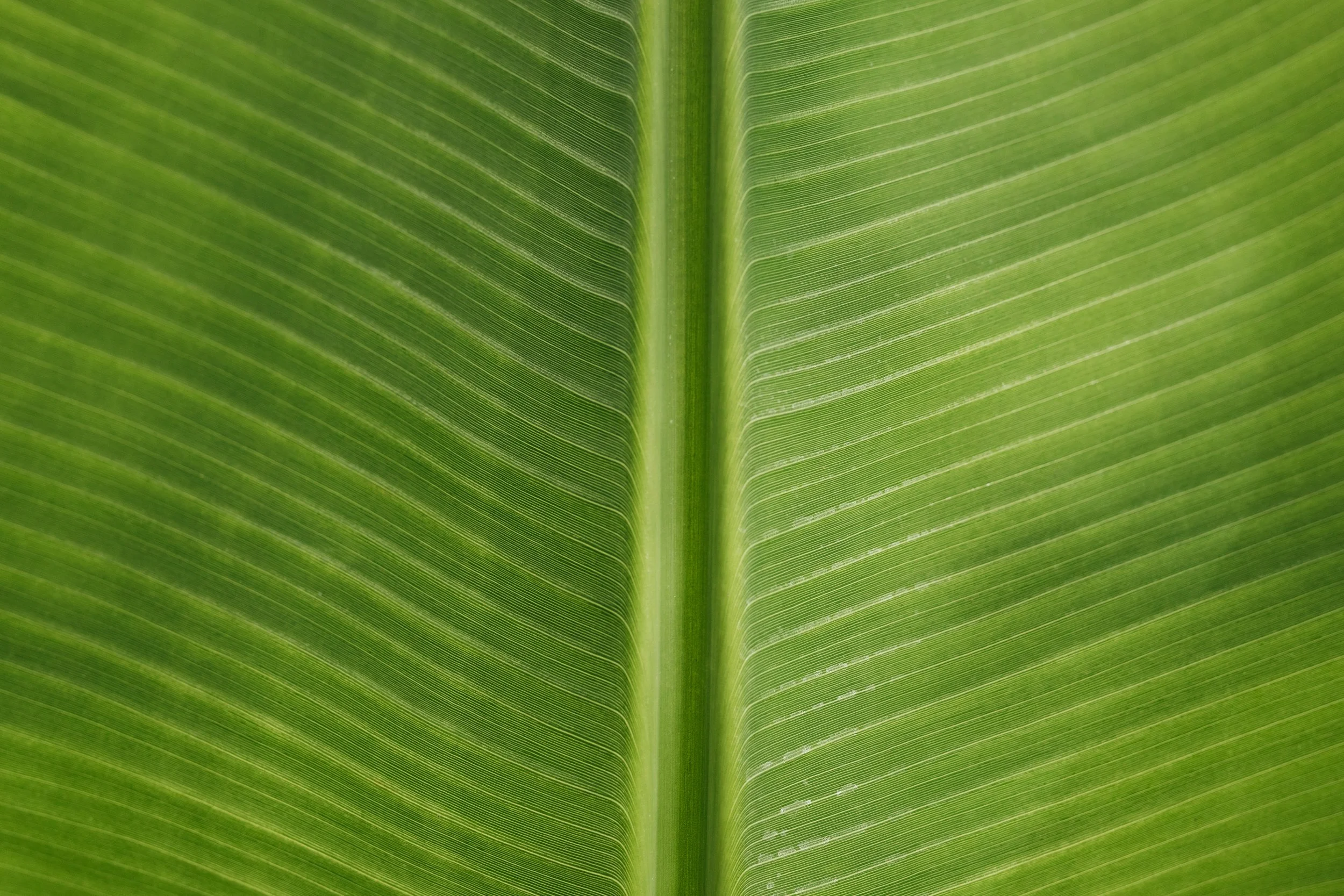 Symmetrical banana leaf texture in bright natural green, botanical background for mindful living and self-growth resources.