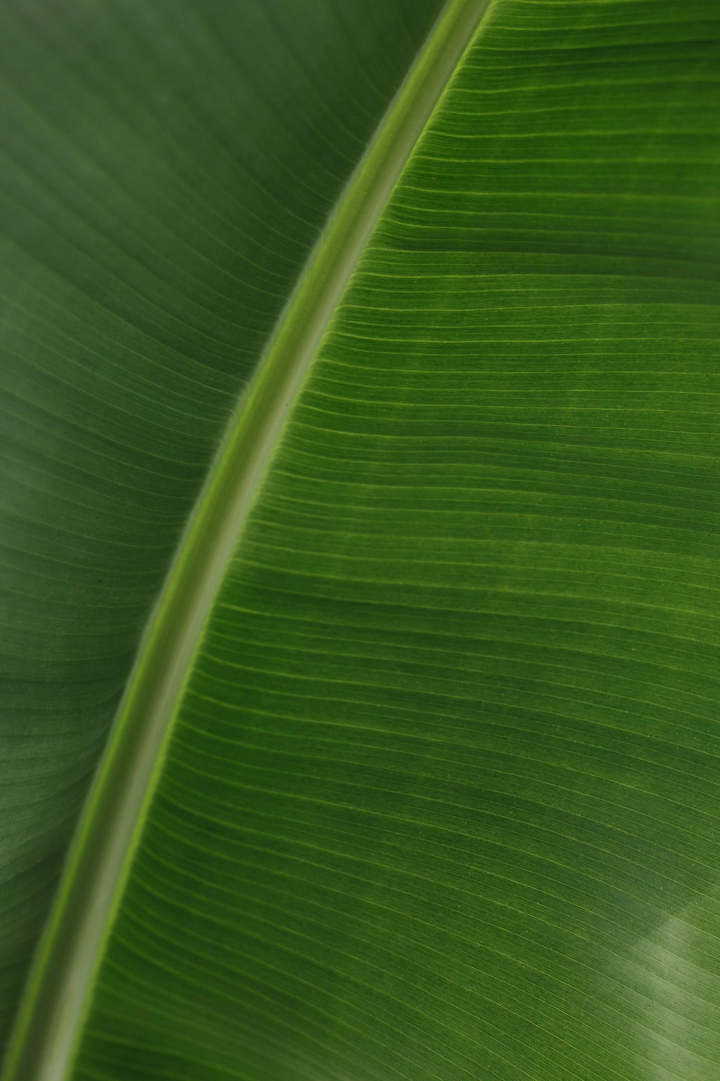 Detailed green banana leaf with visible natural lines, organic texture and soft tropical light.