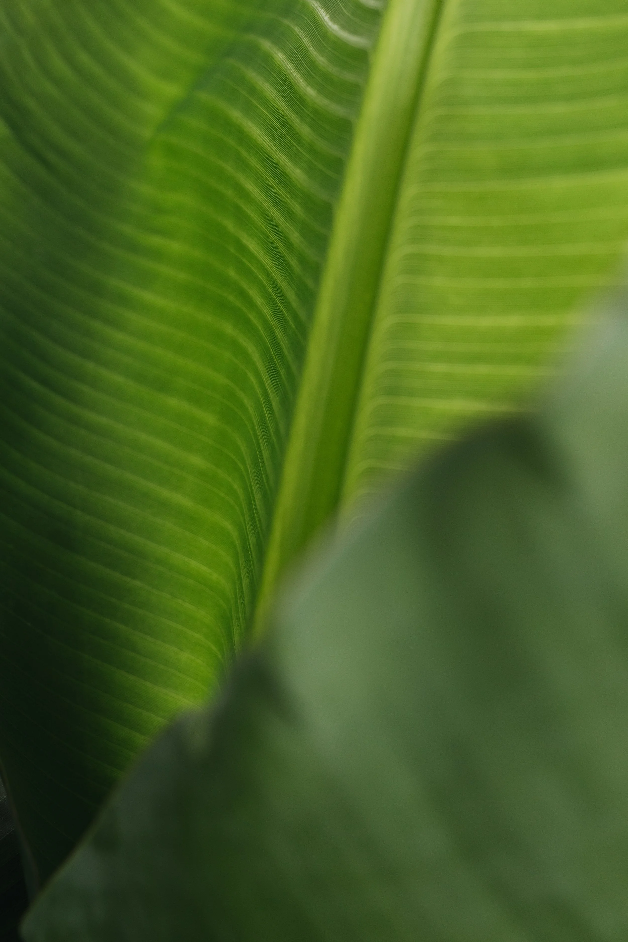 Detailed tropical banana leaf with vivid green lines, botanical texture used for natural lifestyle and wellness branding.