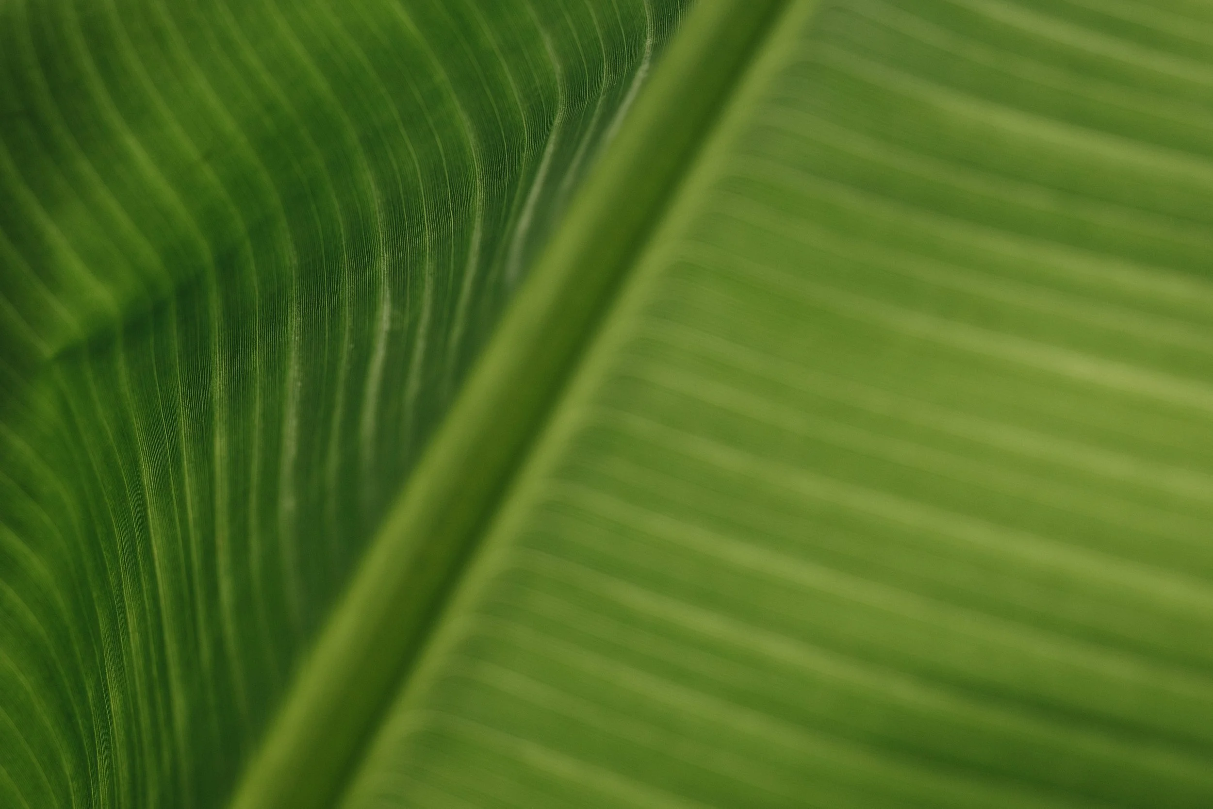 Close-up of green banana leaf with fine lines and soft blur, botanical texture for calm, nature-inspired design.