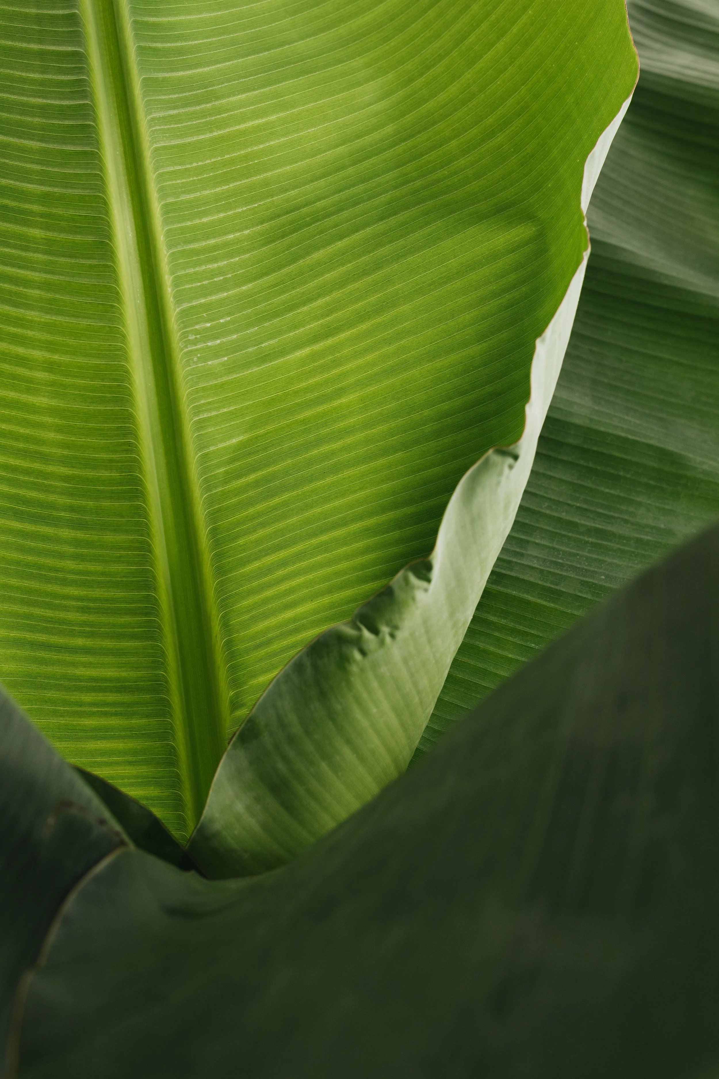 Overlapping green banana leaves with smooth texture, creating an organic and serene botanical mood.
