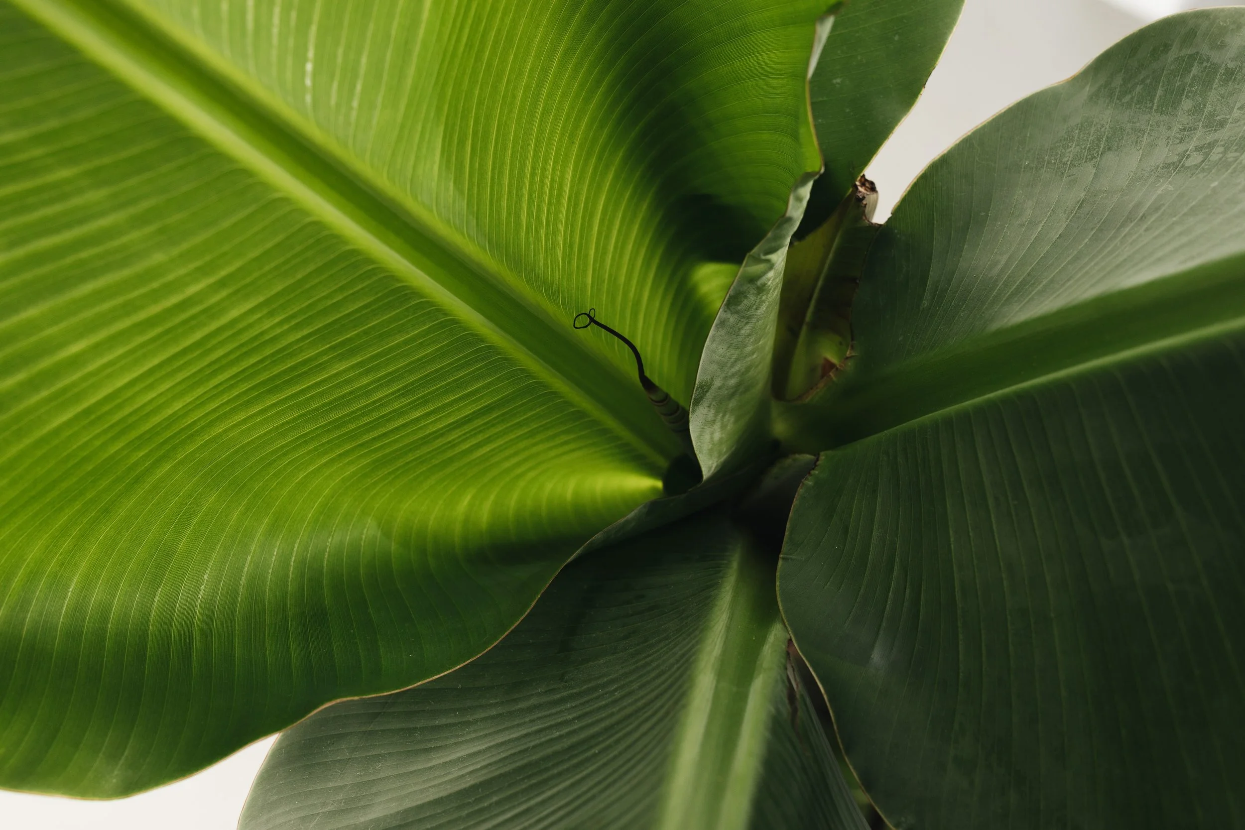 Close-up of vibrant green leaves highlighting natural patterns, growth, and organic balance.