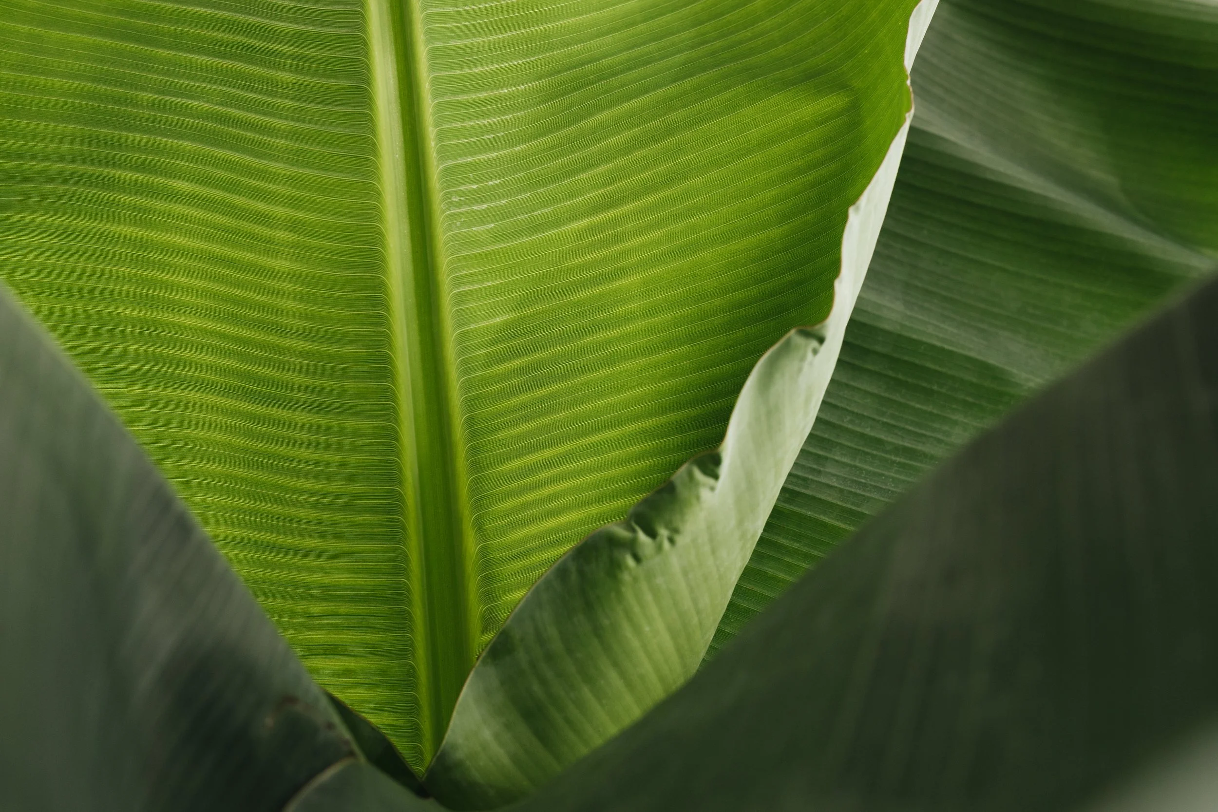 Large green leaf texture representing nature, vitality, and grounded visual calm.