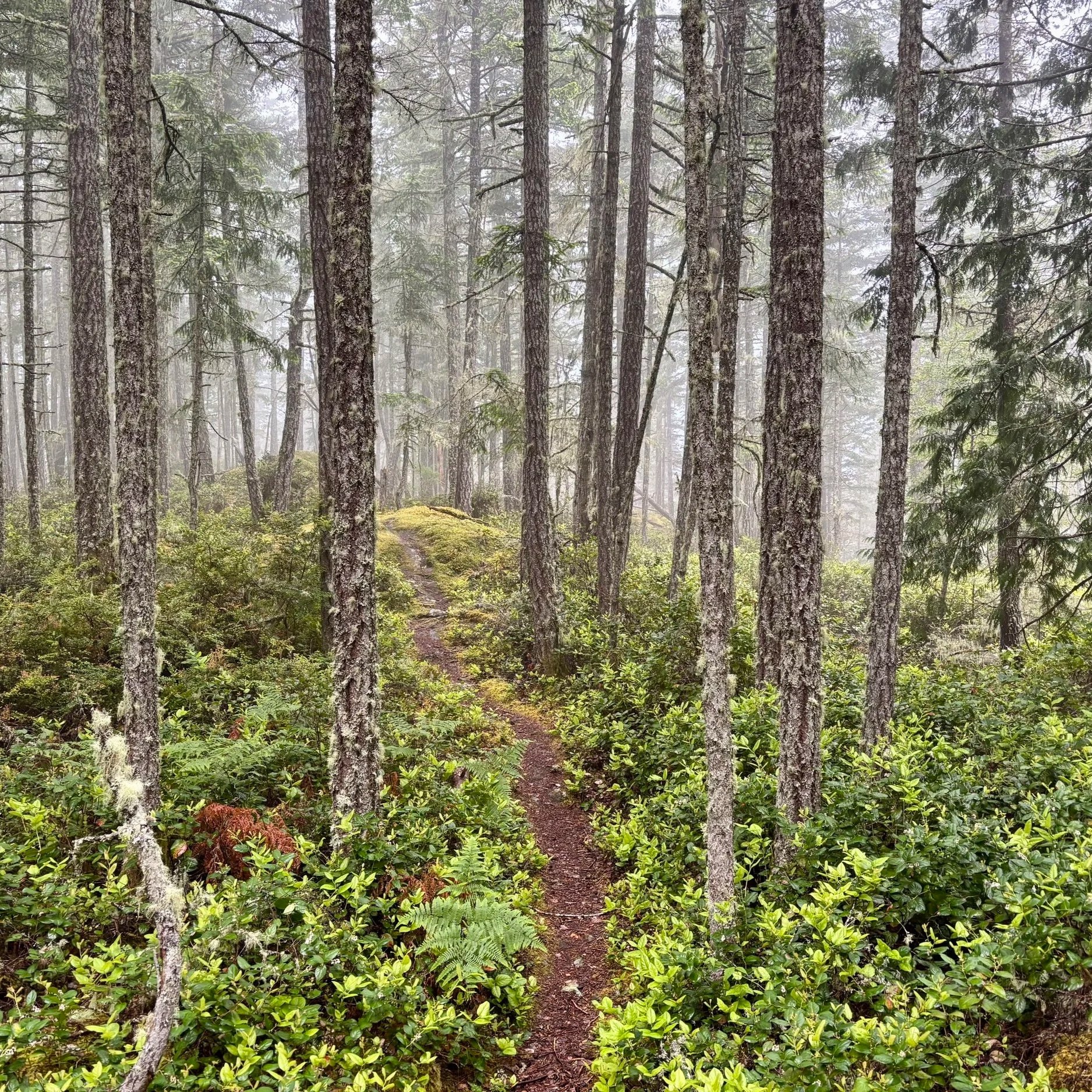 A narrow dirt trail winding through a foggy forest with tall pine trees and lush green undergrowth.