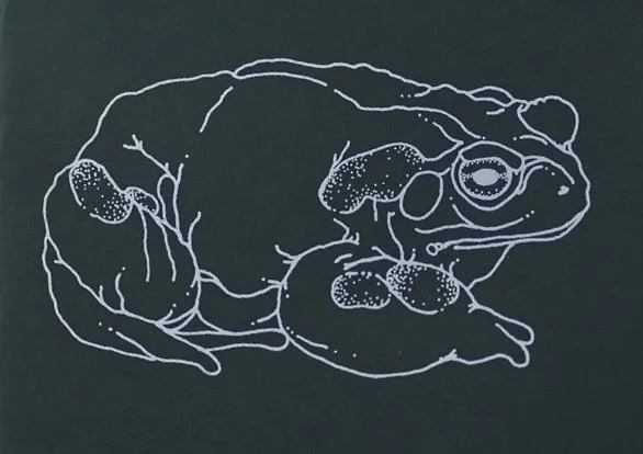Bufo alvarius: the PSYCHEDELIC TOAD of the Sonoran Desert by Albert Most. Cover. White chalk drawing of a frog on a dark background. 5-MeO-DMT Victoria BC Brendon Cosmic Otter