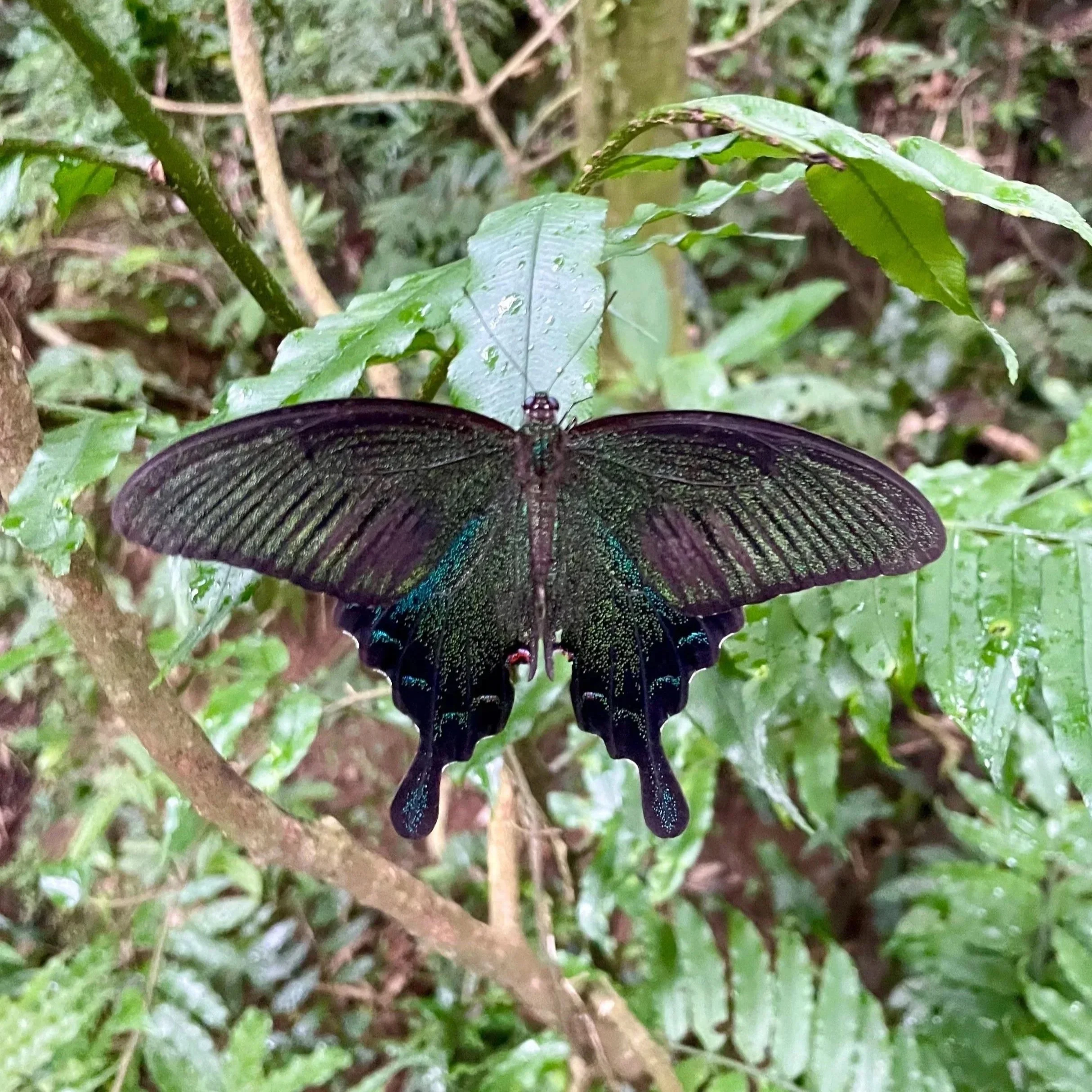 A black and iridescent green butterfly perched on a leaf amidst green foliage.