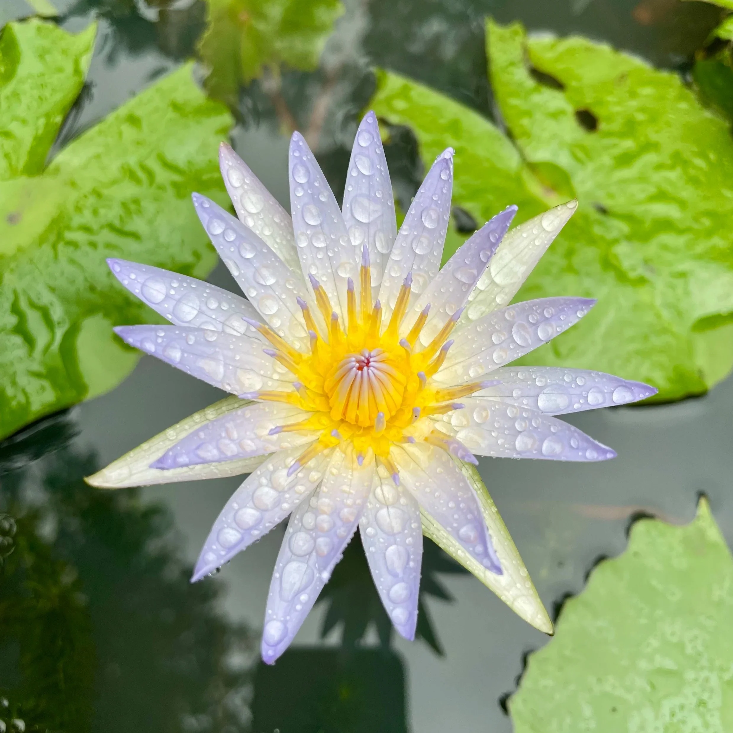 A light purple water lily flower with yellow center and water droplets on the petals, floating on water with green lily pads in the background. 5-MeO-DMT Ceremony Victoria BC Cosmic Otter Brendon Campbell