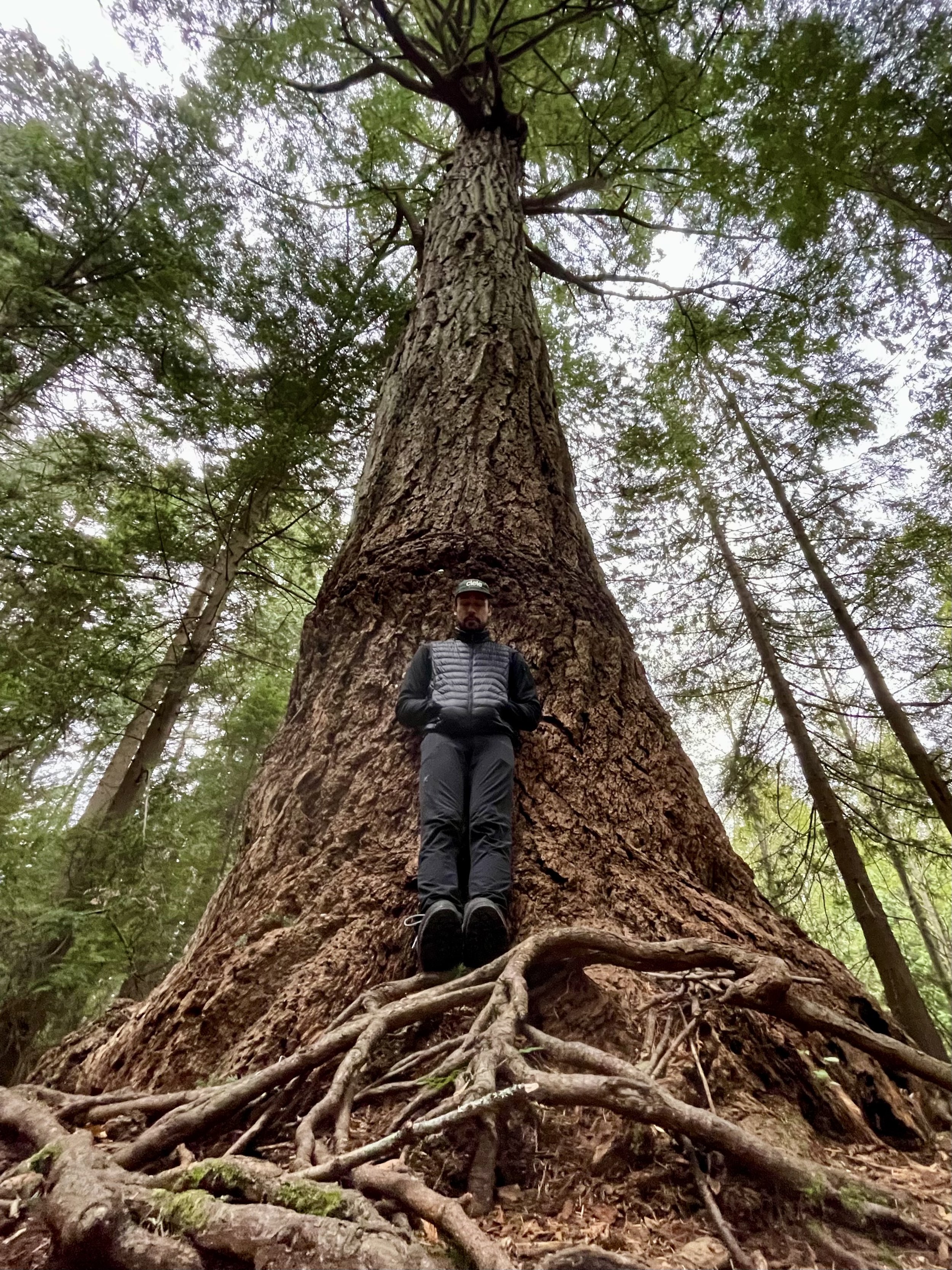 A man in black outdoor clothing standing at the base of a tall, large tree in a dense forest.