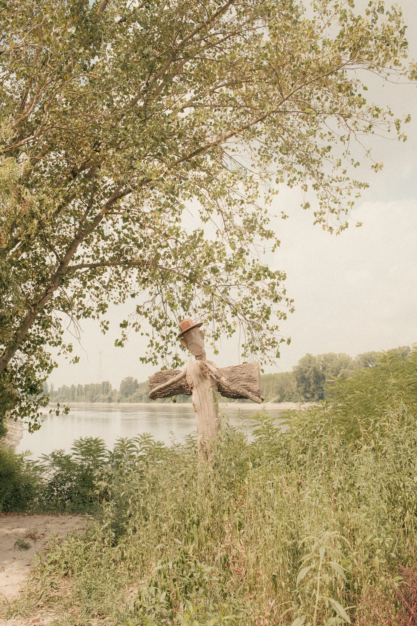A tree with green leaves next to a river, with a wooden utility pole in the foreground.