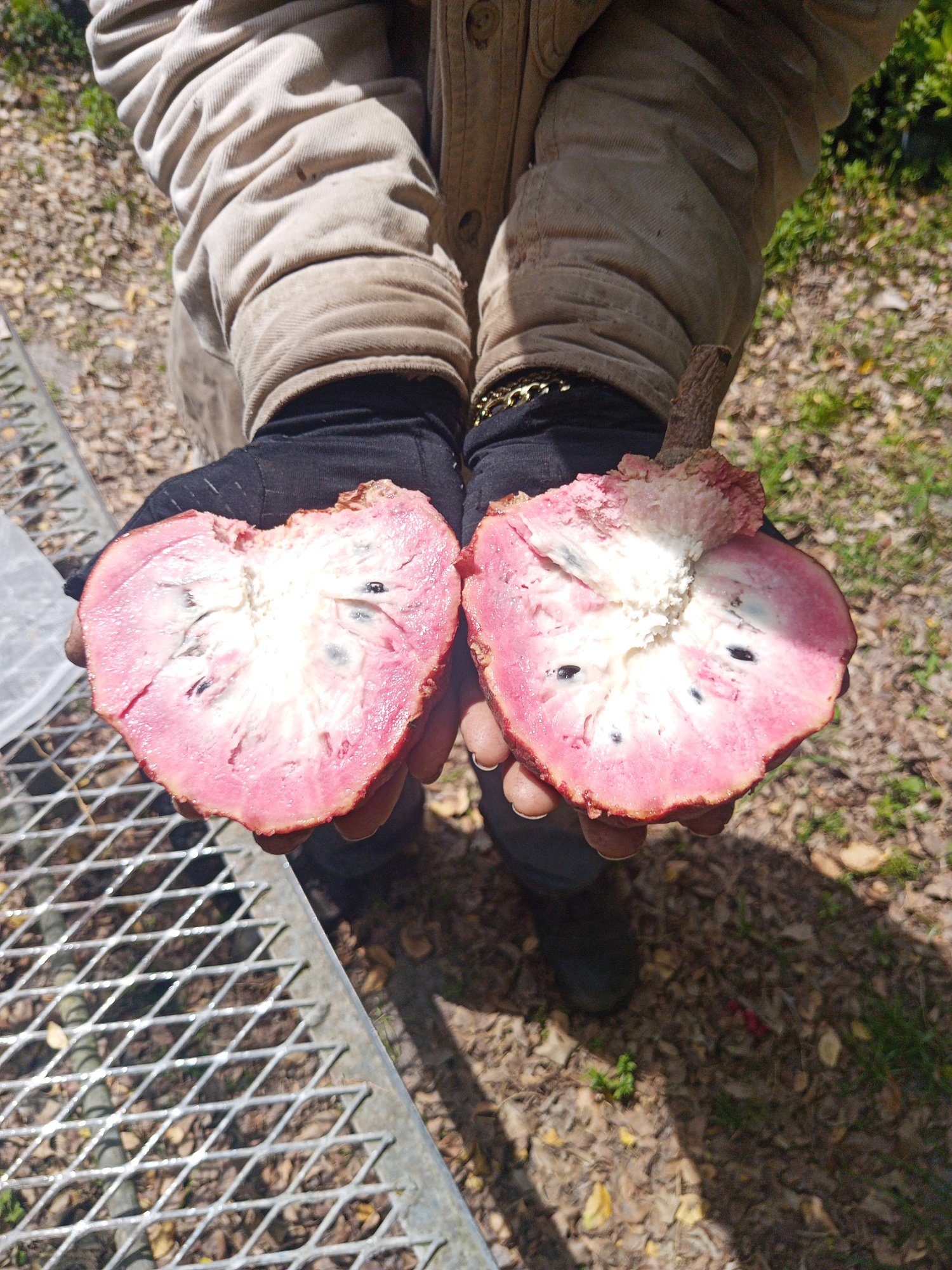 Red Custard Apple.jpg