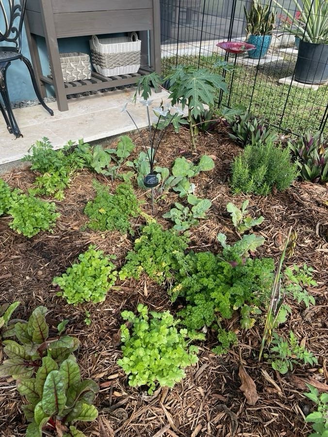 Backyard Garden.jpg