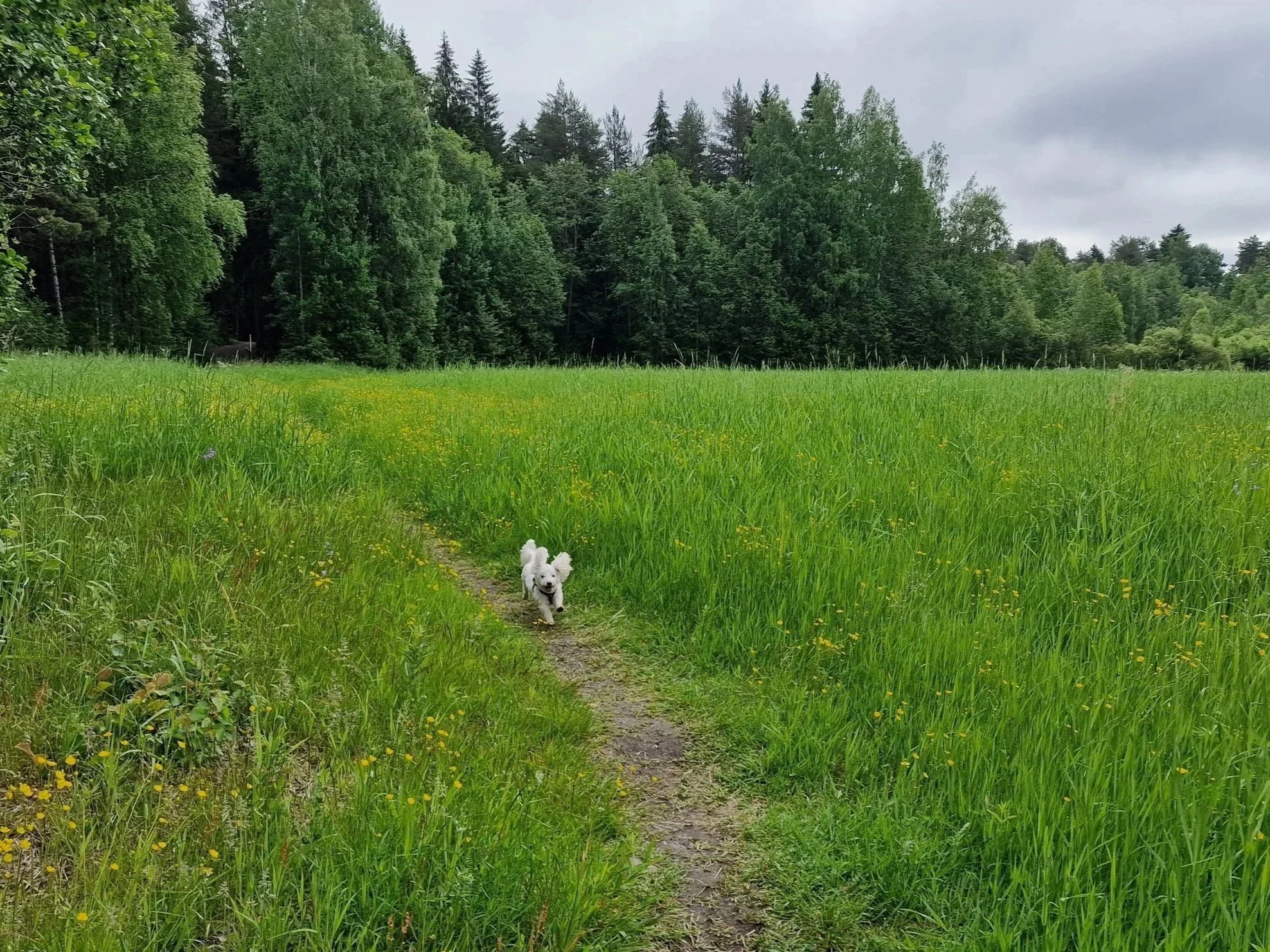 Mistä sinä nautit kesällä eniten?