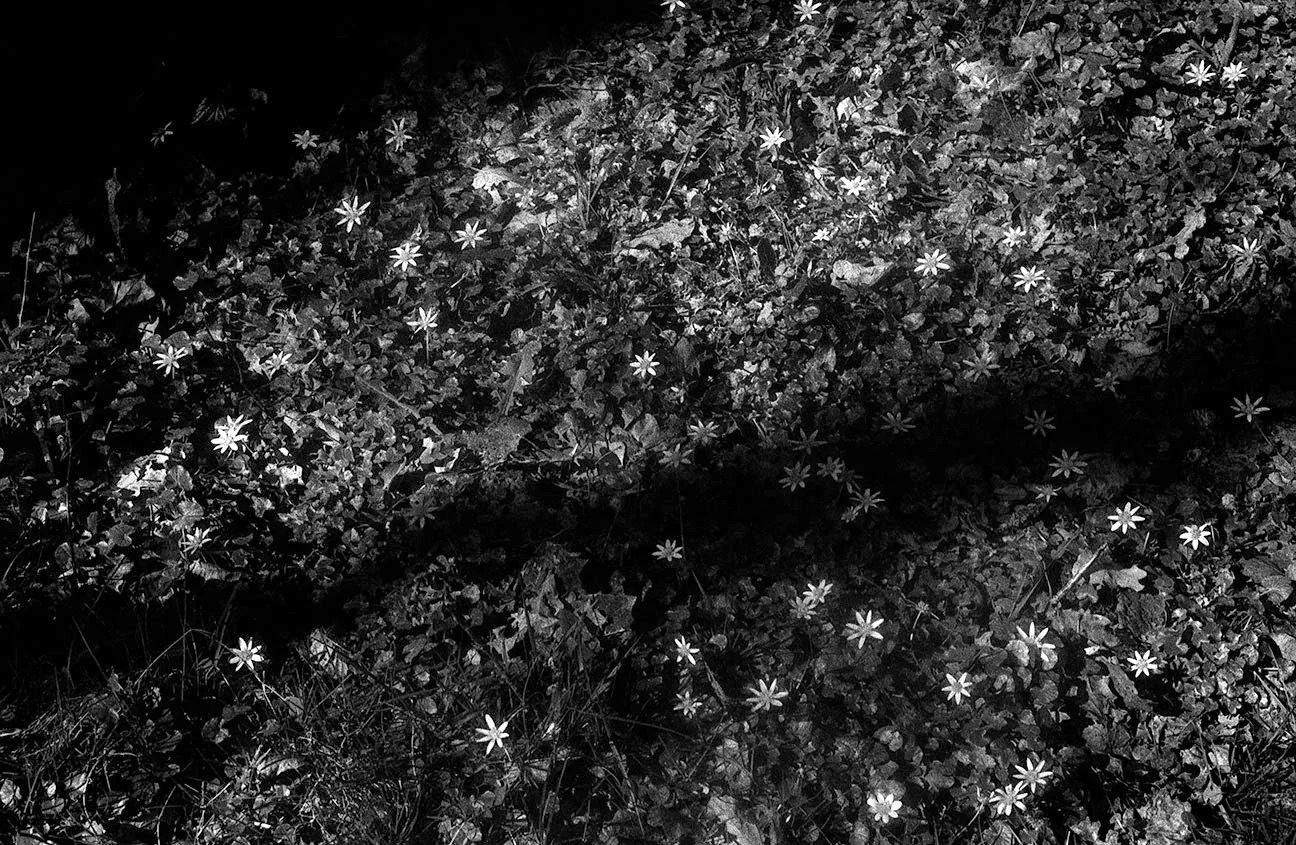 I do remember #3; Vaux de Cernay, France, 2025 - Printed 2026