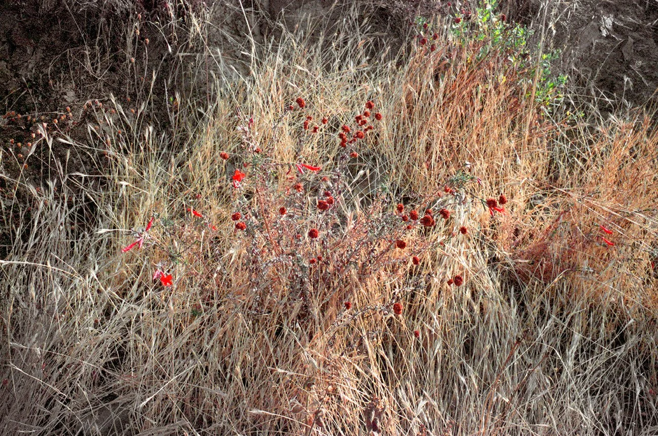 Pathways #3; Big Sur, California, 2024 - Printed 2026