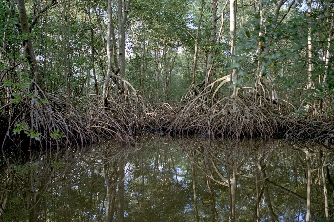 Projection; Trinidad, 2010 - Printed 2026