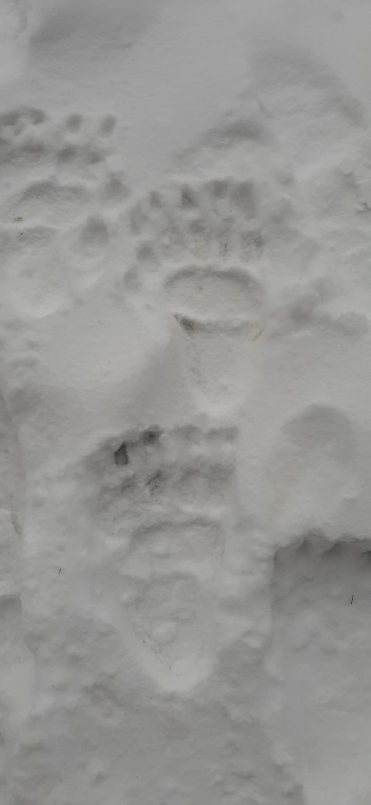 Snow-covered ground with various footprints and a partially visible face outline in the snow.
