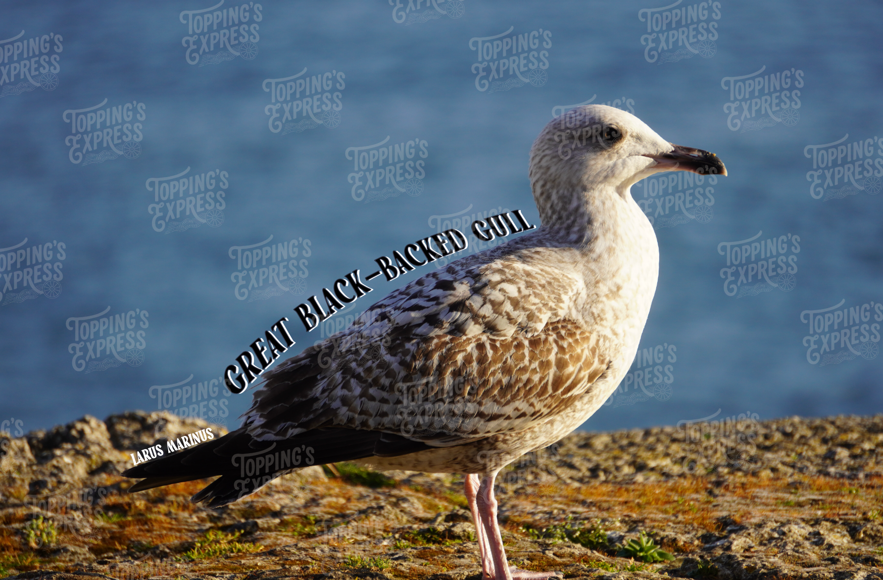 Great Black-Backed Gull Postcard - Single