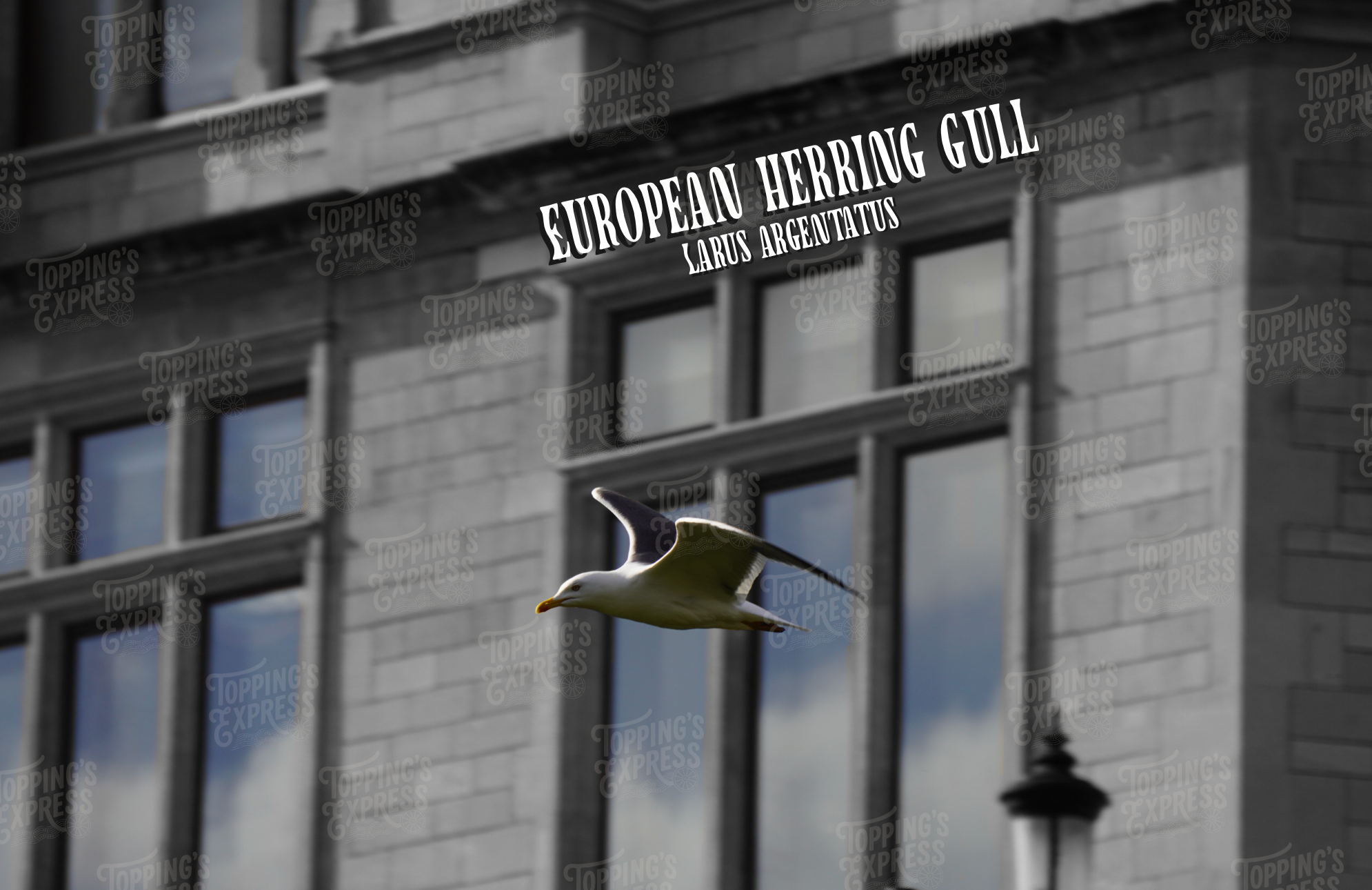 European Herring Gull Postcard - Single