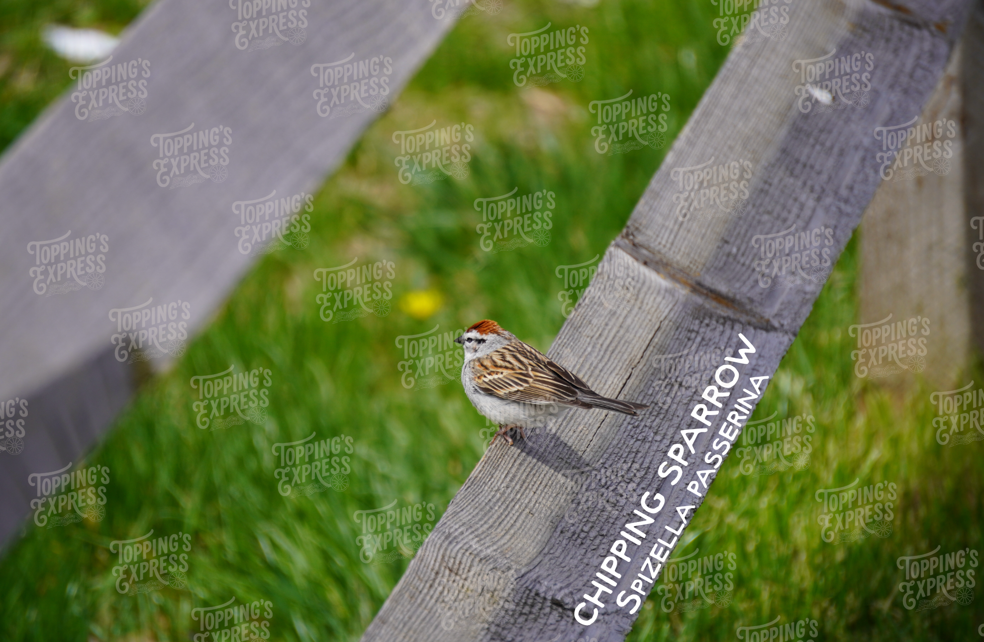 Chipping Sparrow Postcard - Single