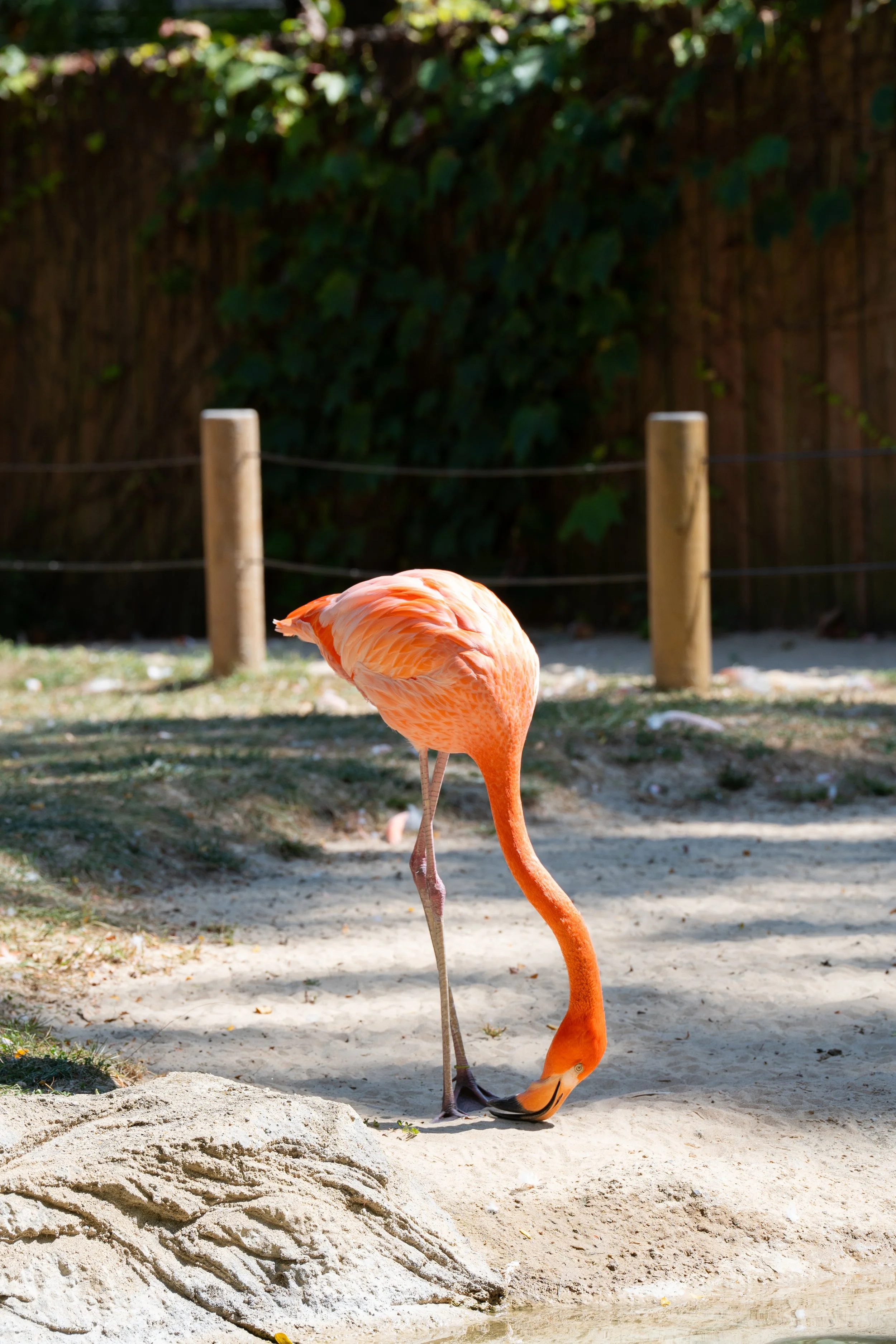 Zoo-29.jpg