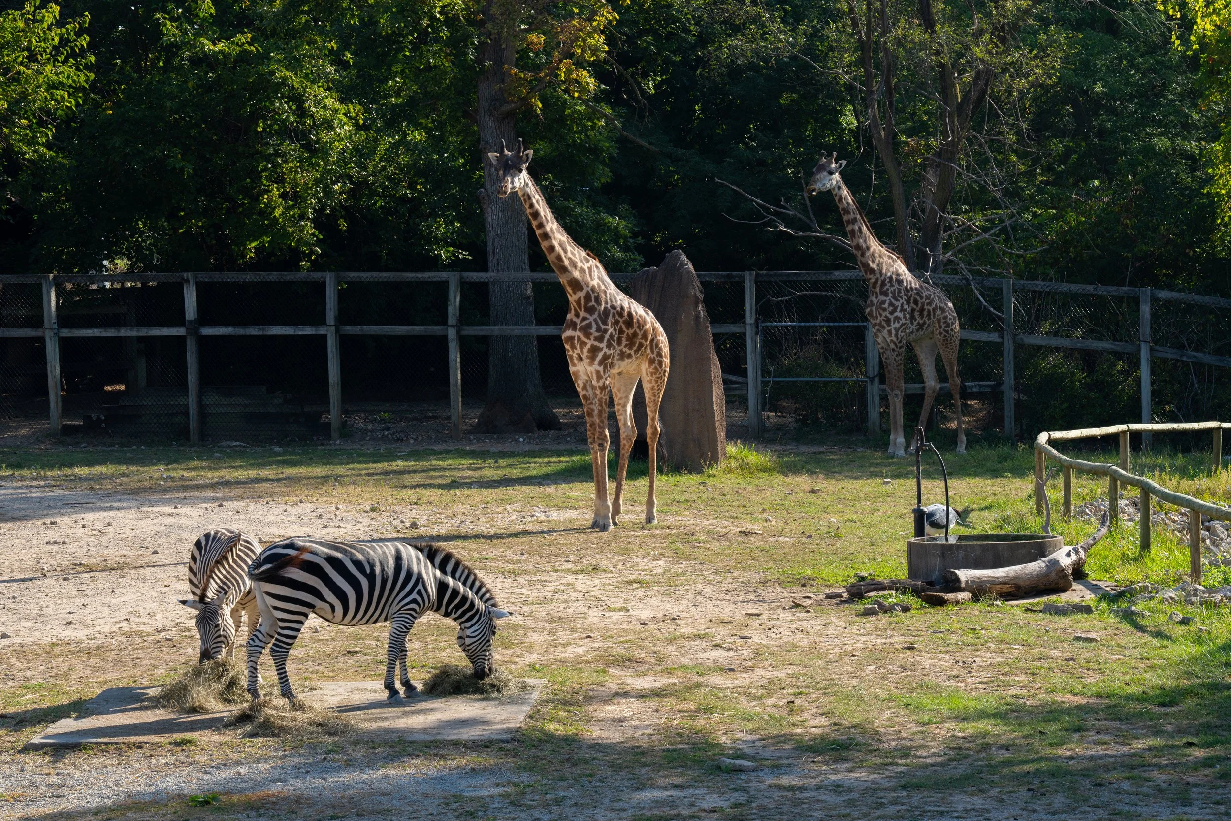 Zoo-1.jpg