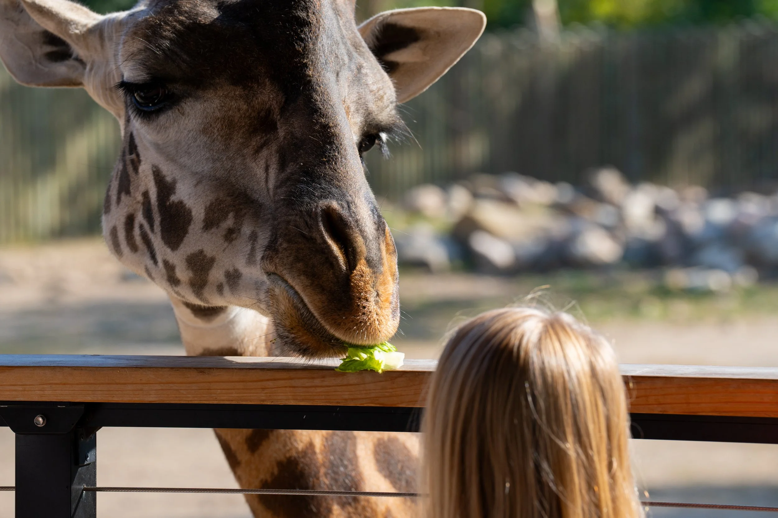 Zoo-13.jpg